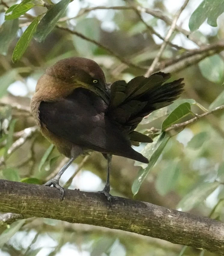 Female Great-tailed Grackle, Belie City, Belize
