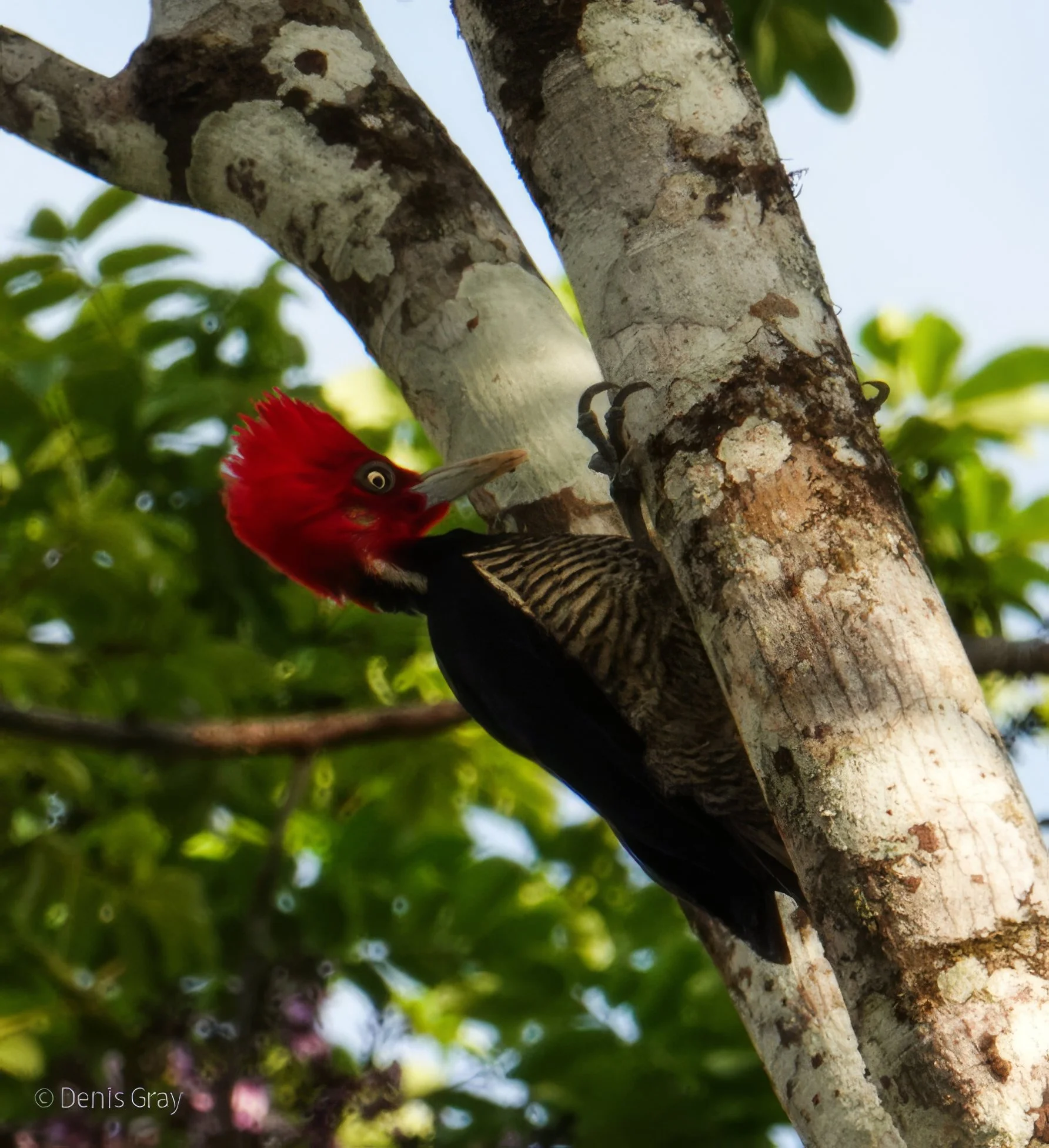 Pale-billed Woodpecker, Western Belize