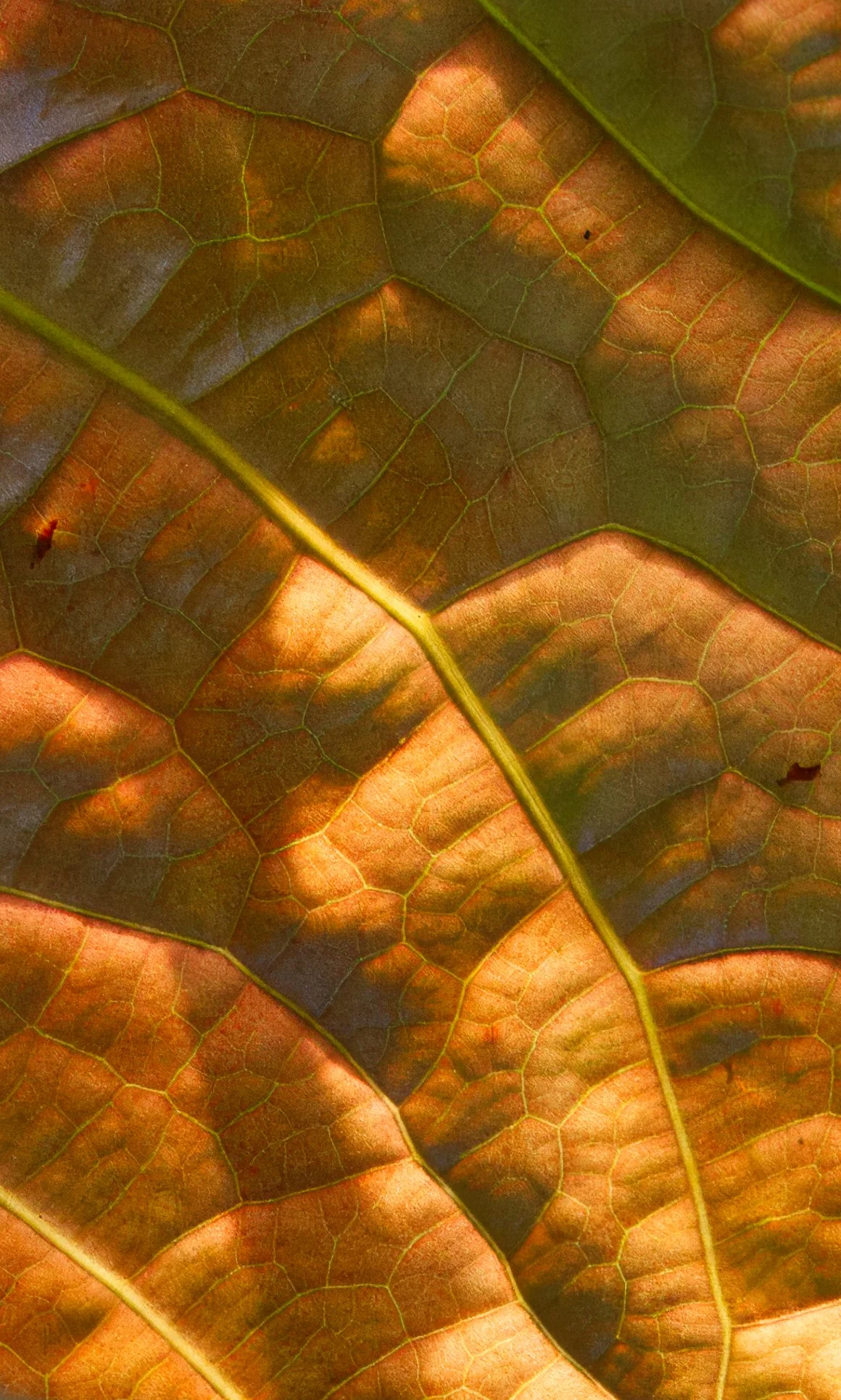 Leaf Atlanta Bots    DSC06548.jpg