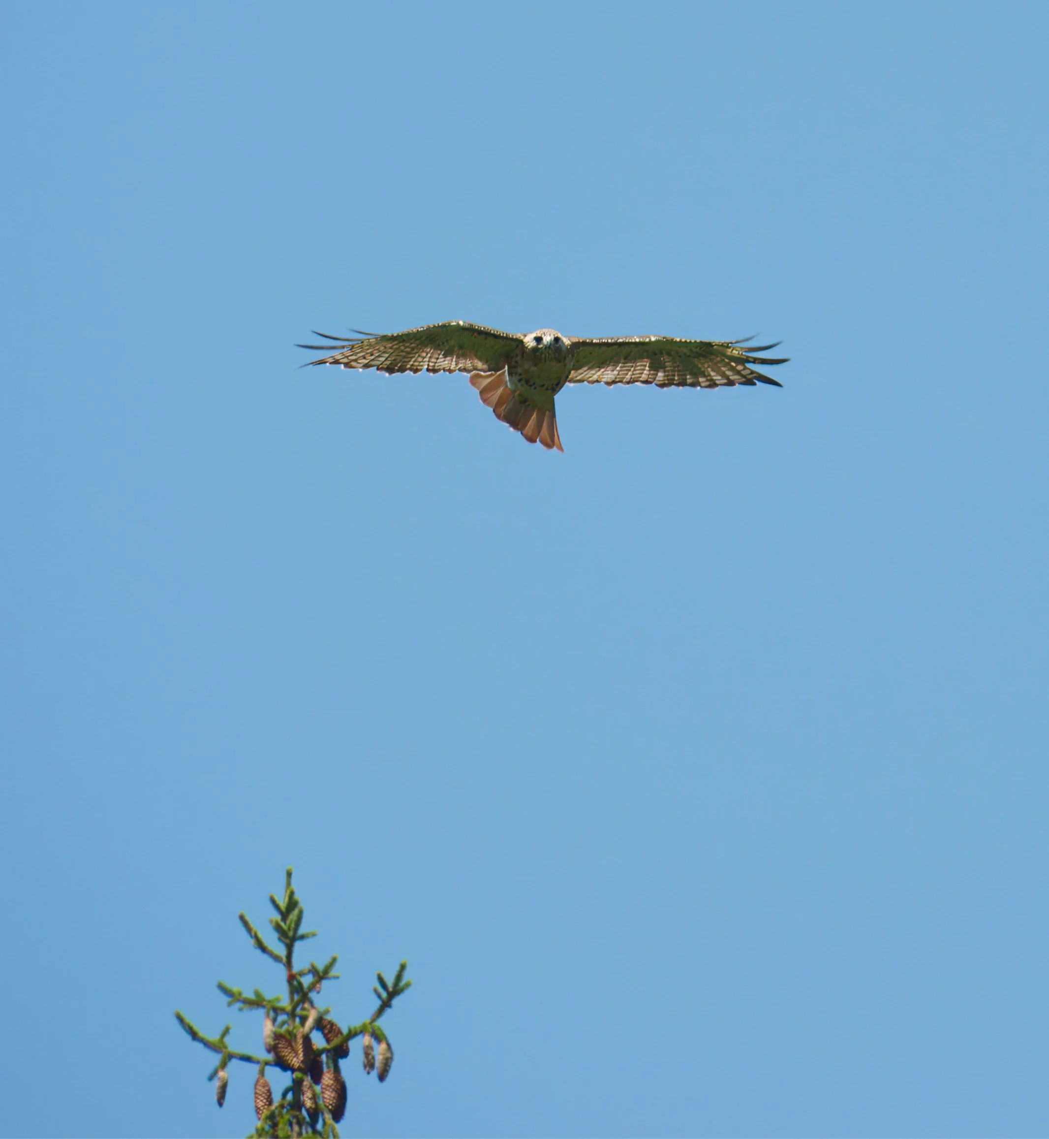 A Red-tailed Hawk above the ravine
