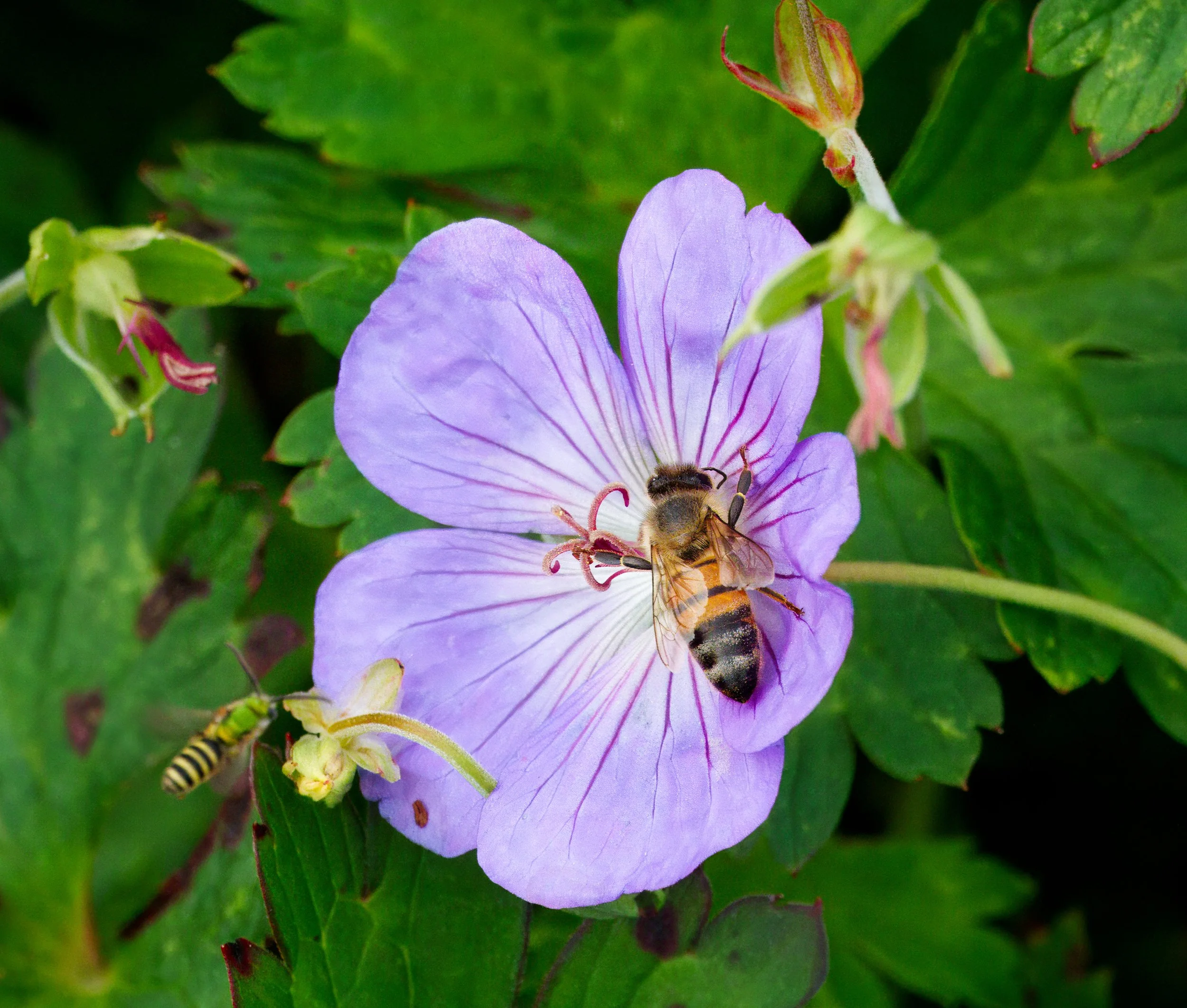 Cranesbill hosting a Honey Bee (Apis mellifera) with an incoming Metallic Sweat Bee