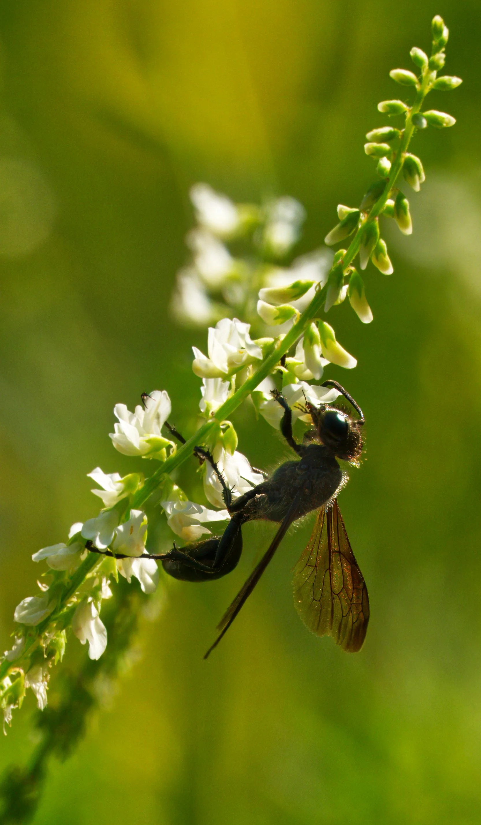 Mexican Grass-carrying Wasp