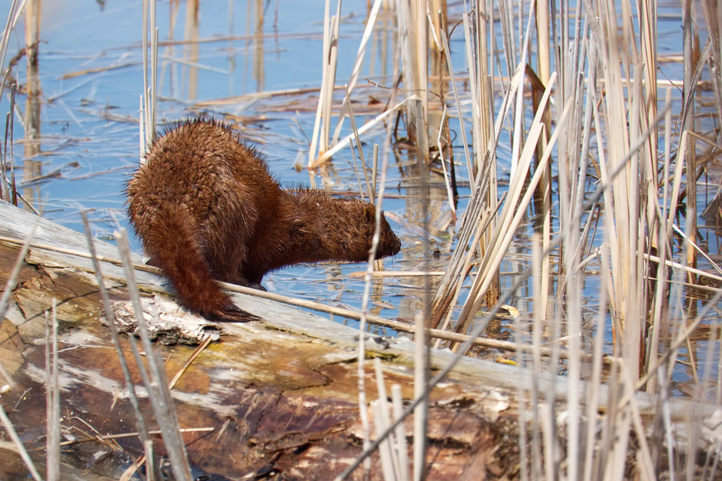 American Mink