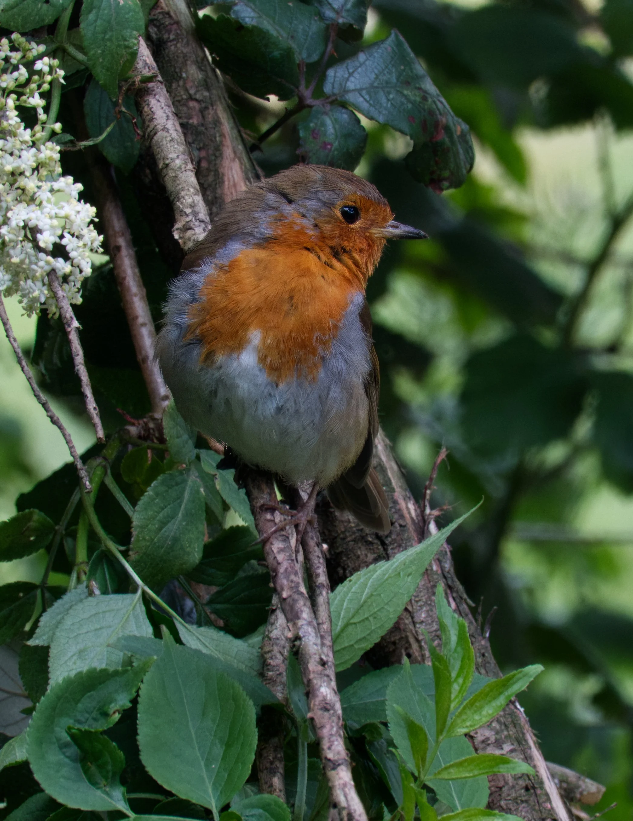 Eurasian Robin, Pearse's School, Rathfarnham, Dublin
