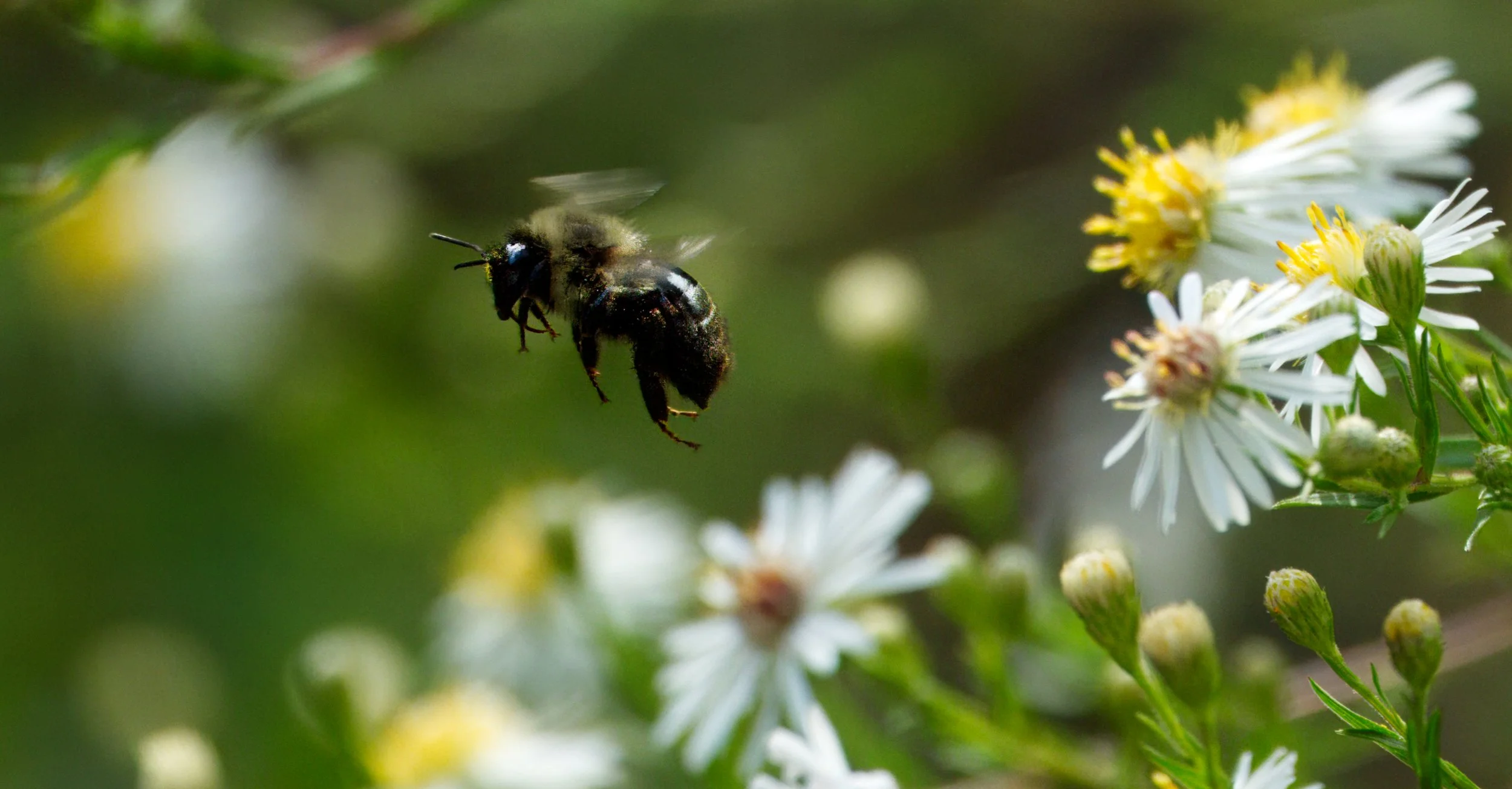 Common Eastern Bumblebee
