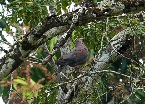 Red-billed Pigeon, Western Belize