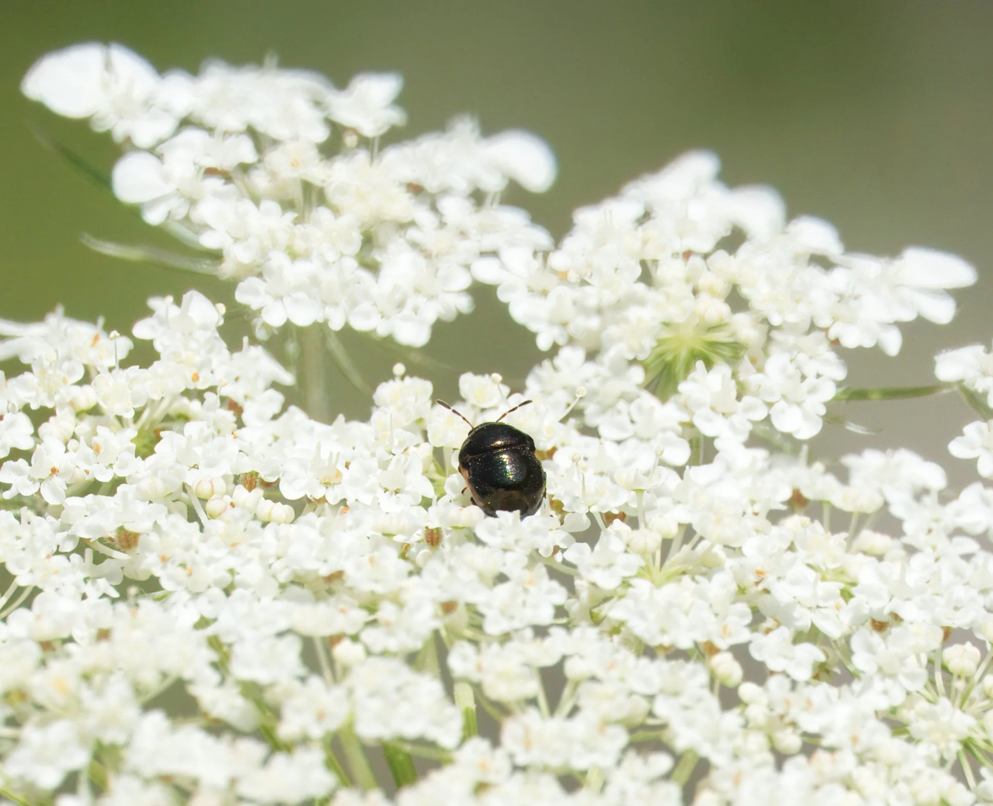Ebony Bug