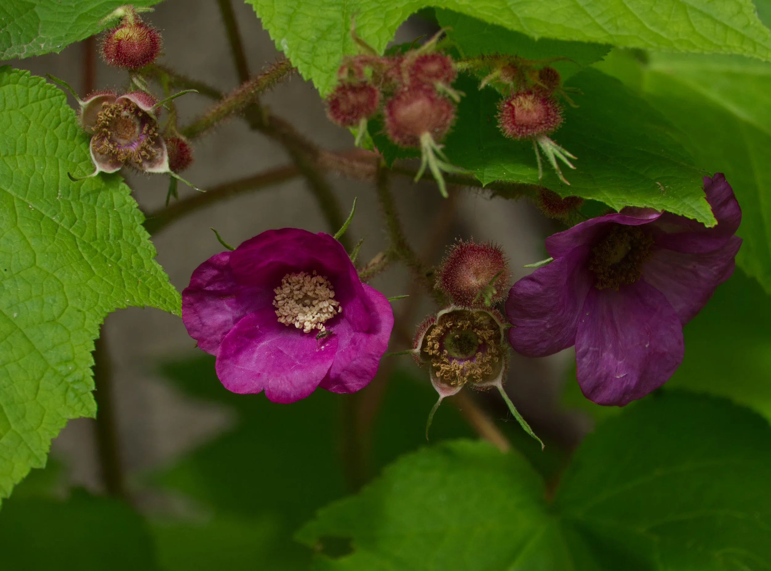 Purple Flowering Raspberry 