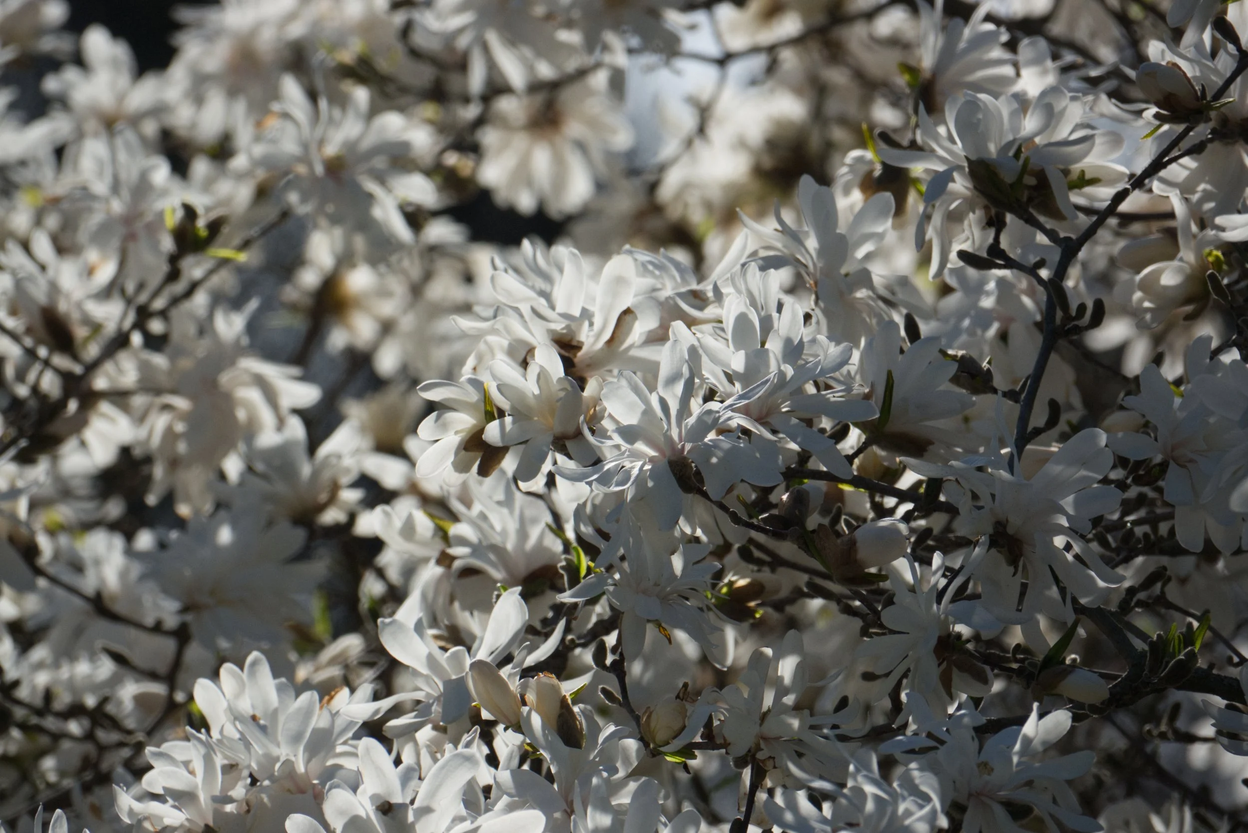 Magnolia stellata