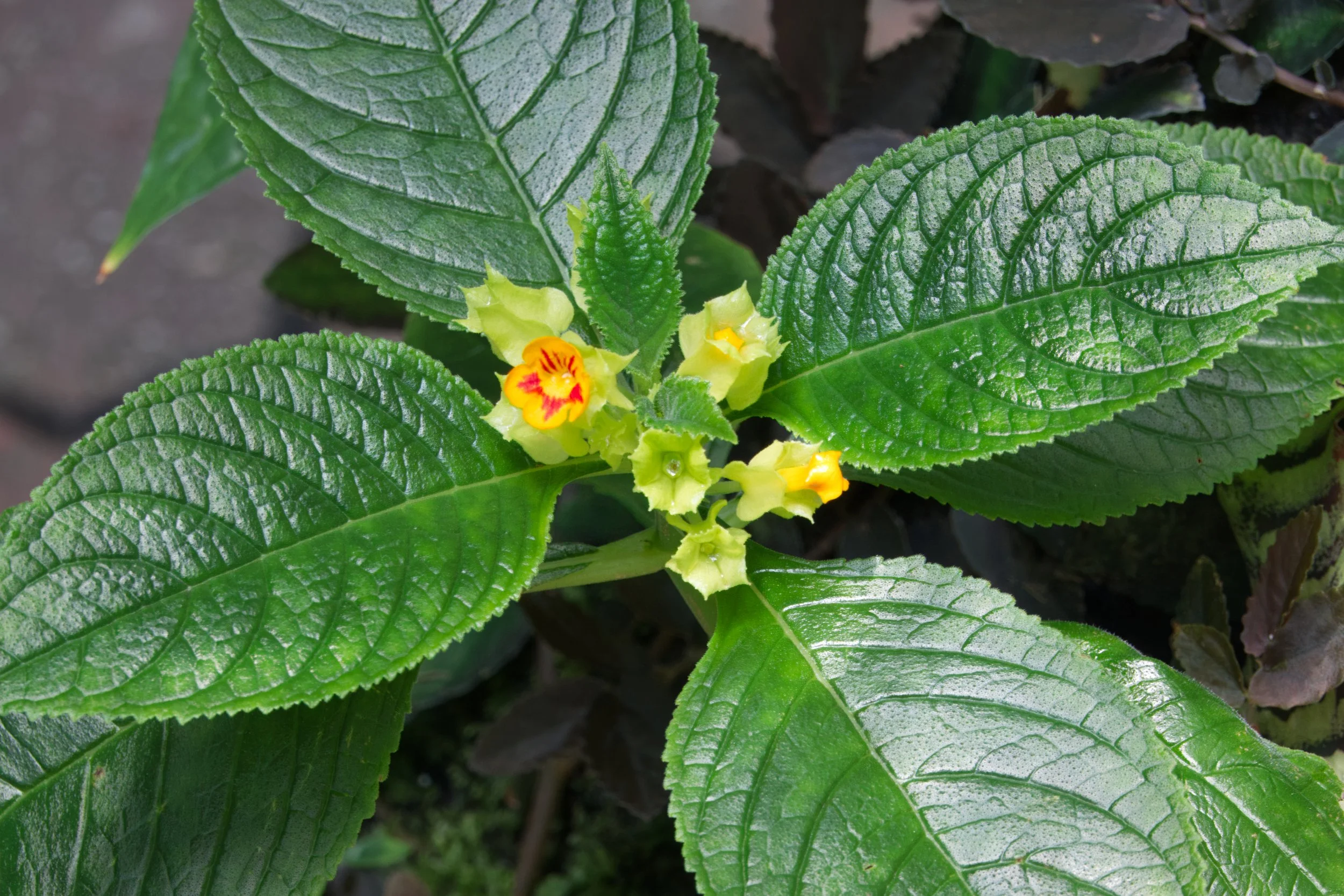 Chrysothemis friedrichsthaliana, Atlanta Botanic Garden, Atlanta, Georgia