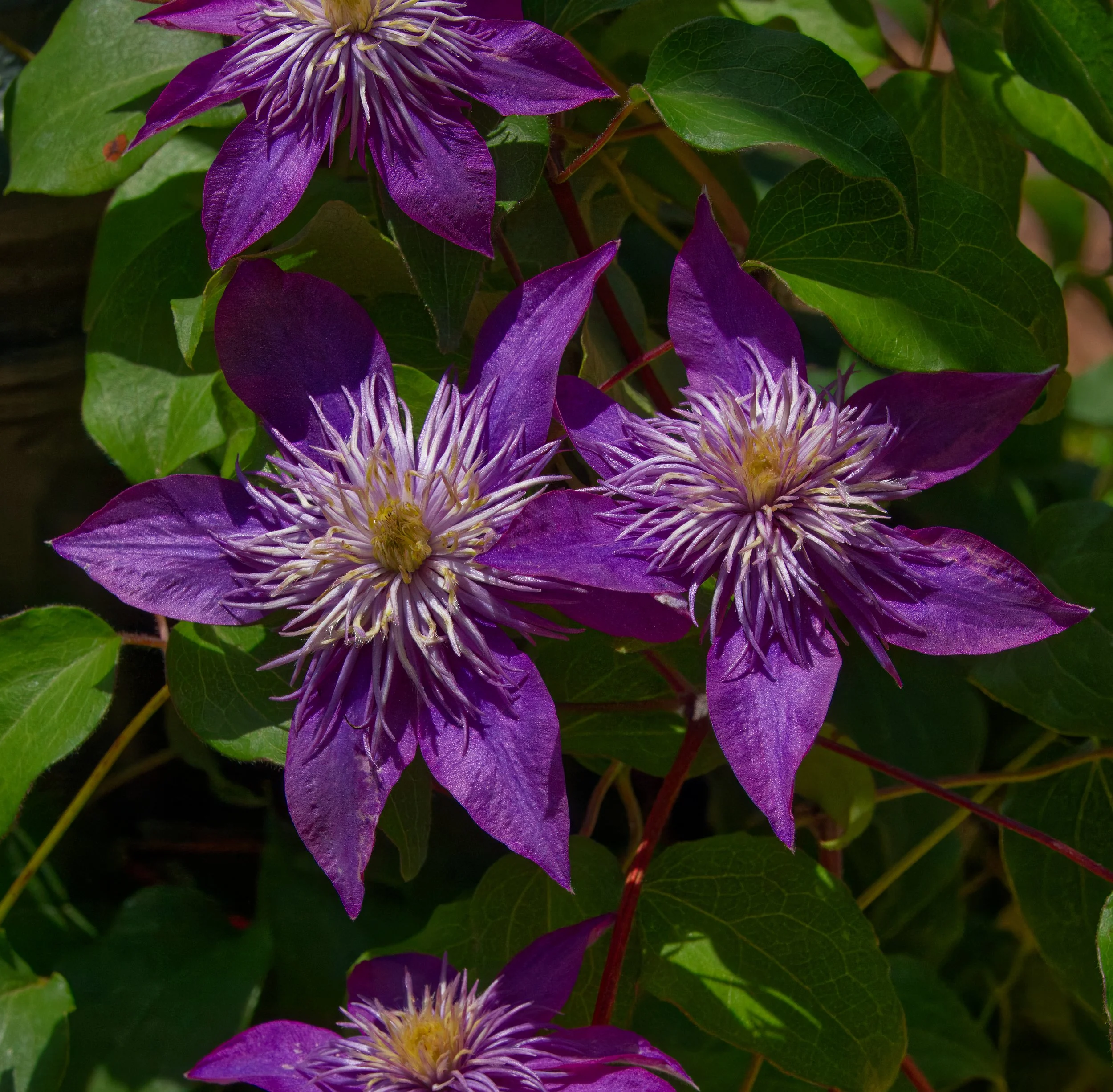 Clematis 'Jackmanii', Atlanta Botanic Garden, Atlanta, Georgia
