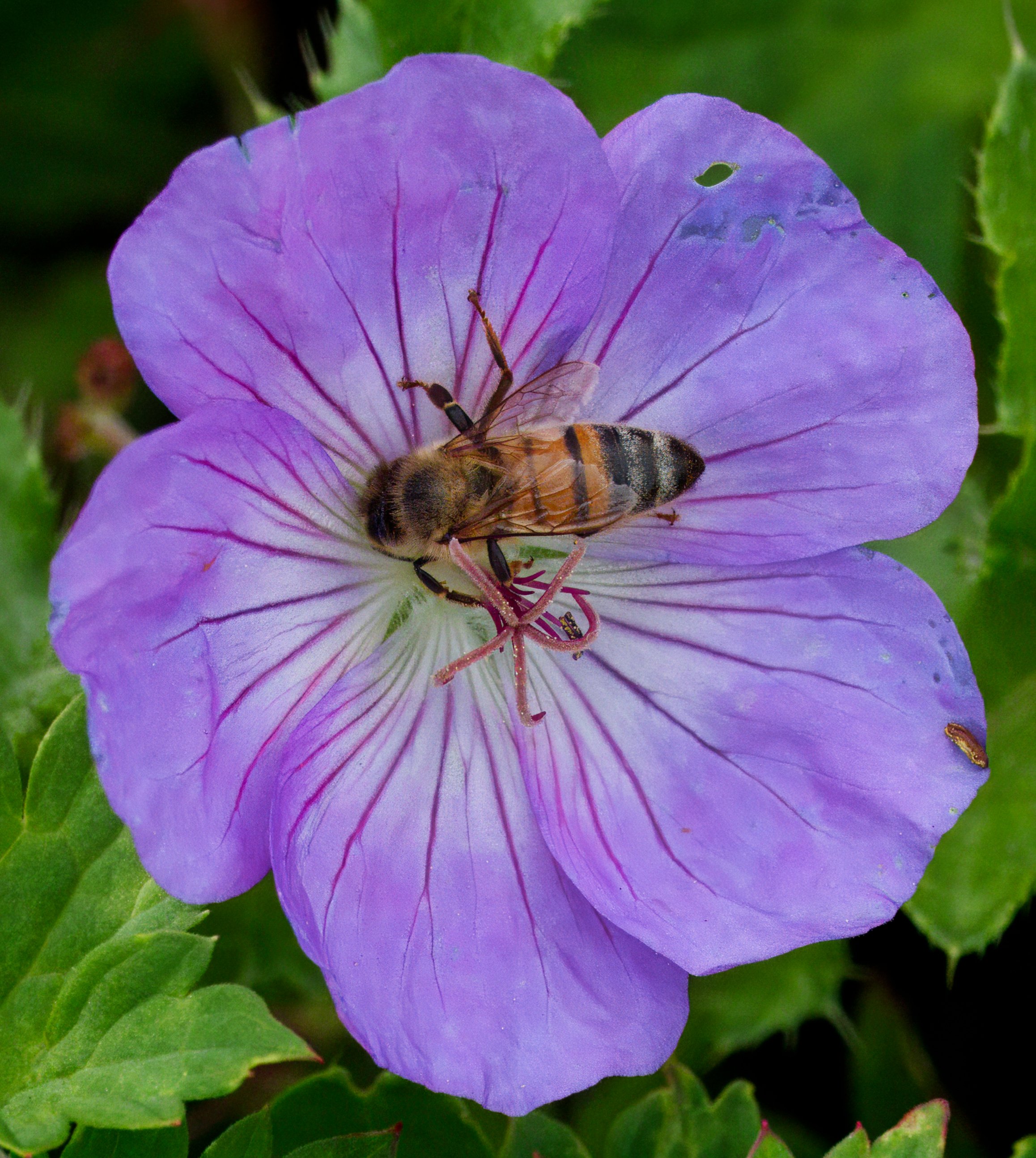 Honey Bee