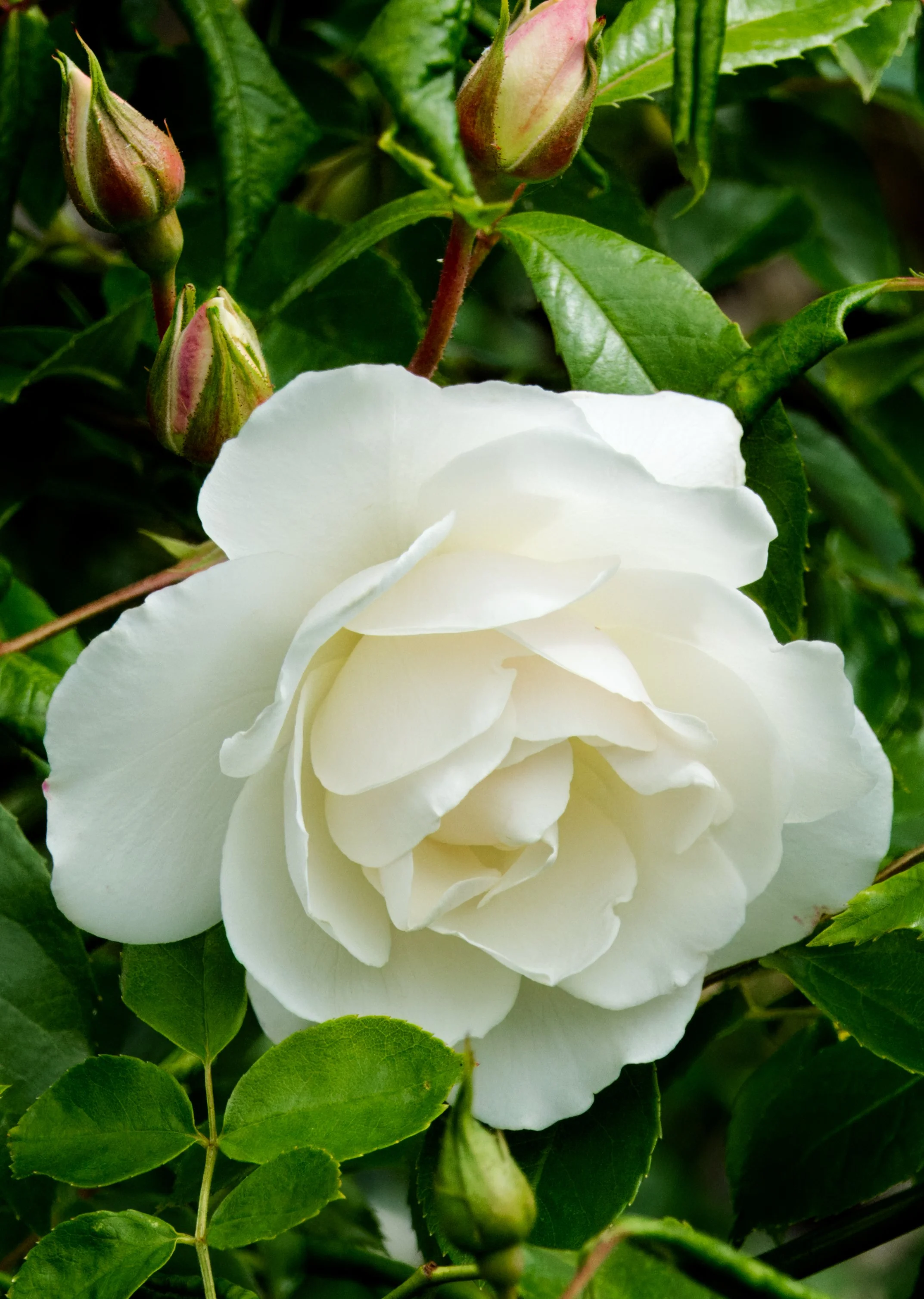 Rose, Koog-aan-de-Zaan, Nederland