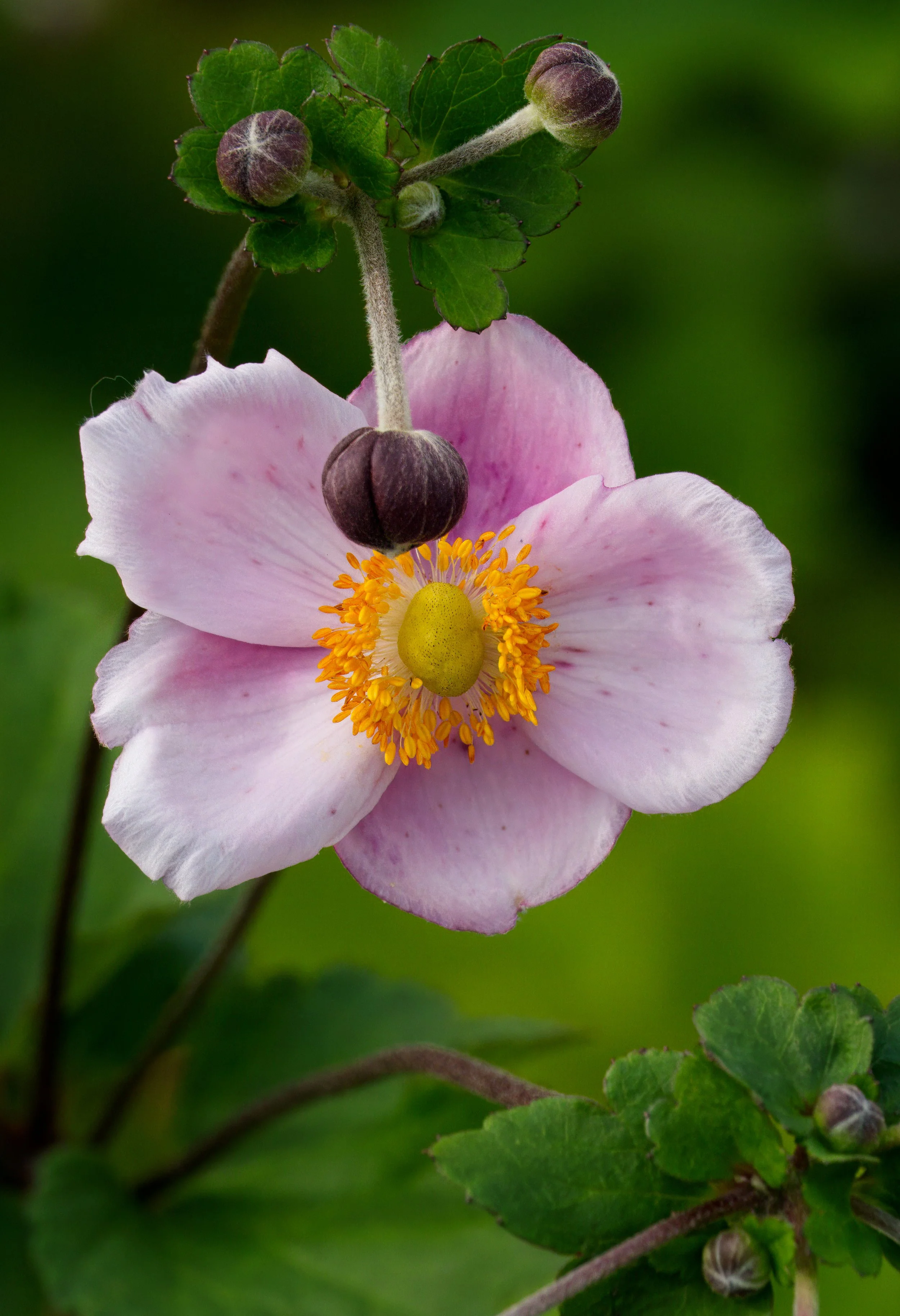 Japanese Anemone or Windflower