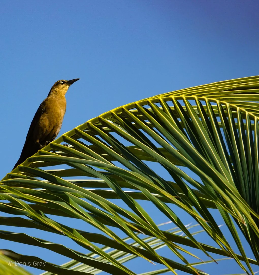 Female Great-tailed Grackle, Hopkins, Belize