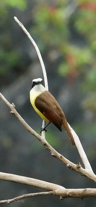 Great Kishkadee on the Macal River, Western Belize