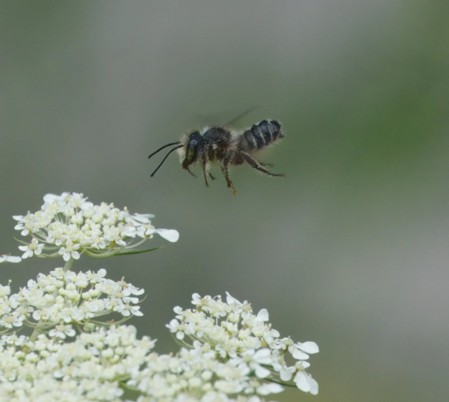 Solitary Mining Bee