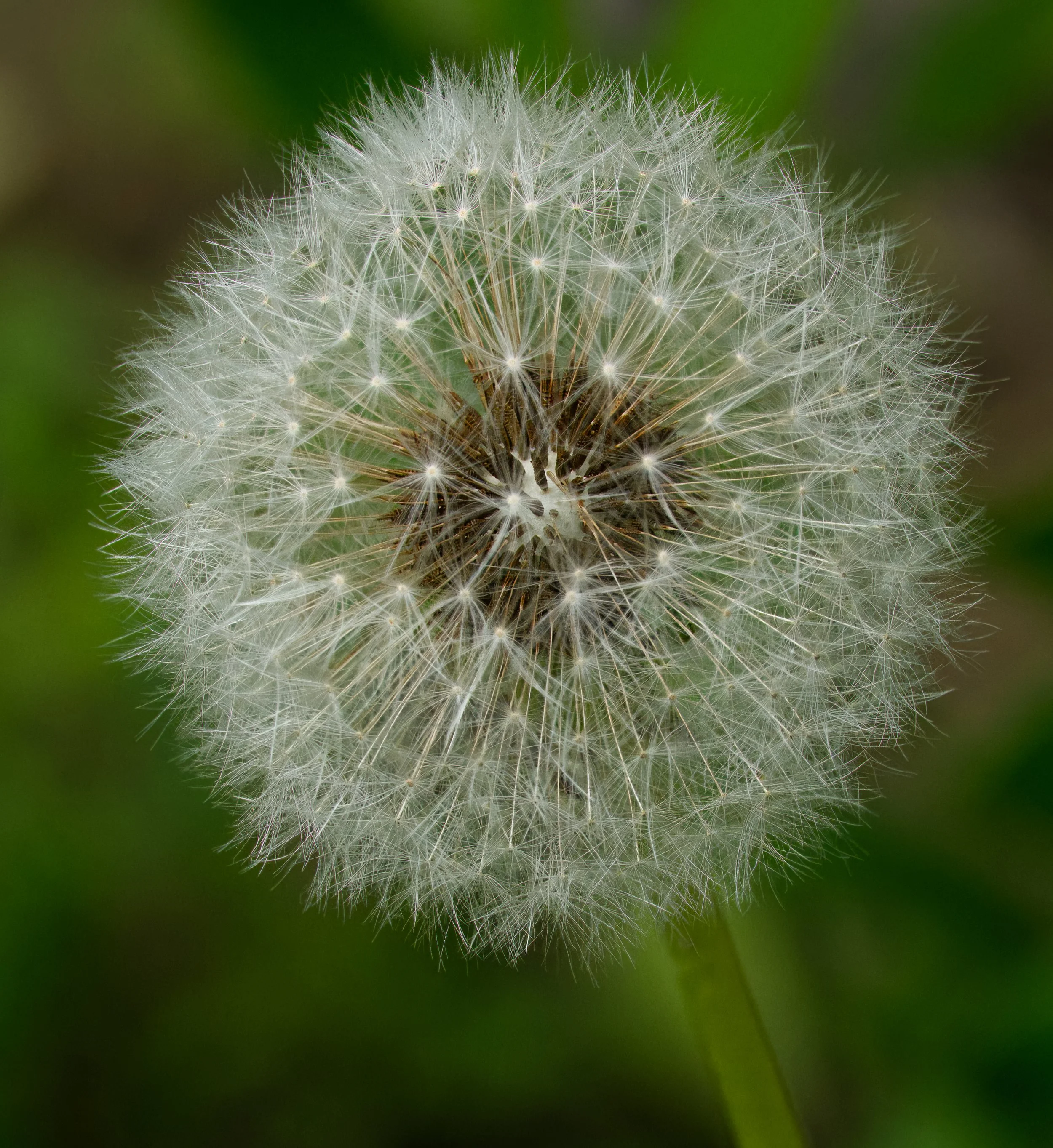 Dandelion Seed Head
