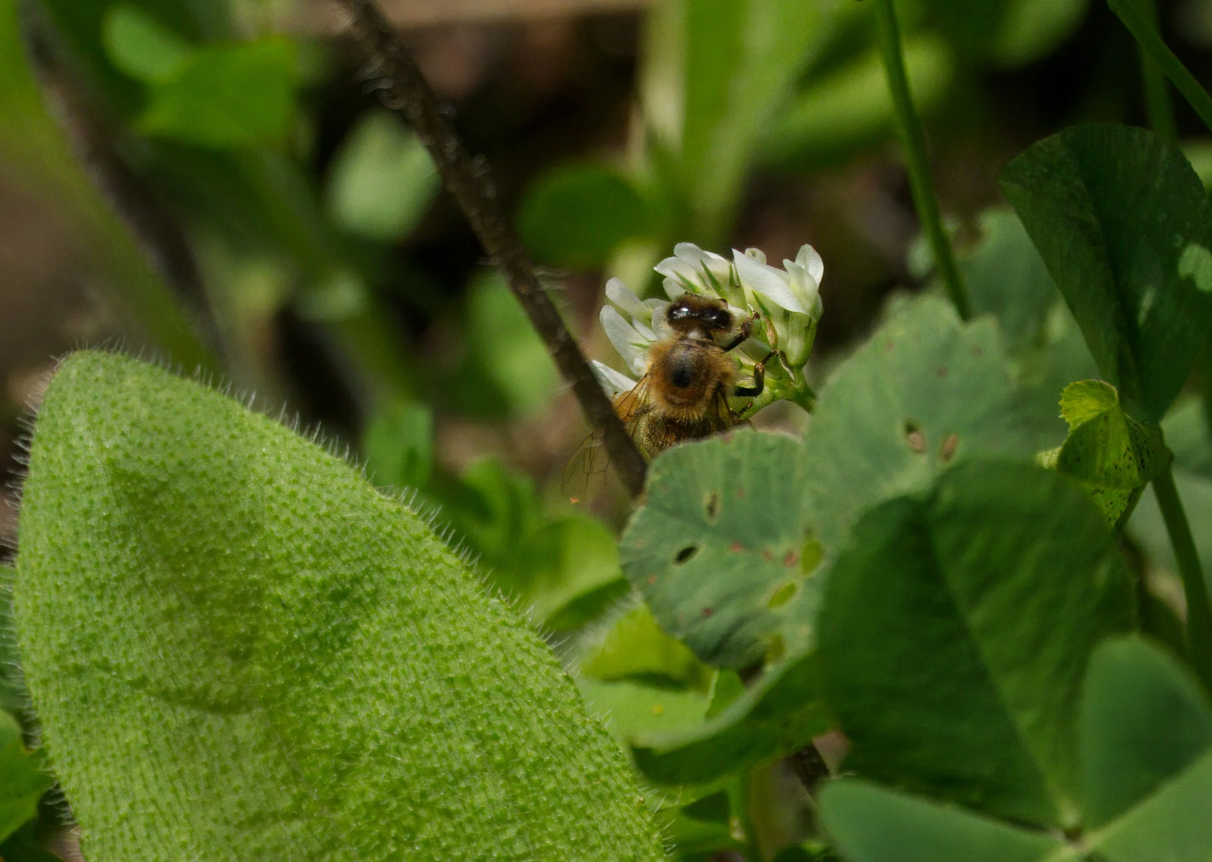 Ravine Bee Aug 13  DSC08042.jpg