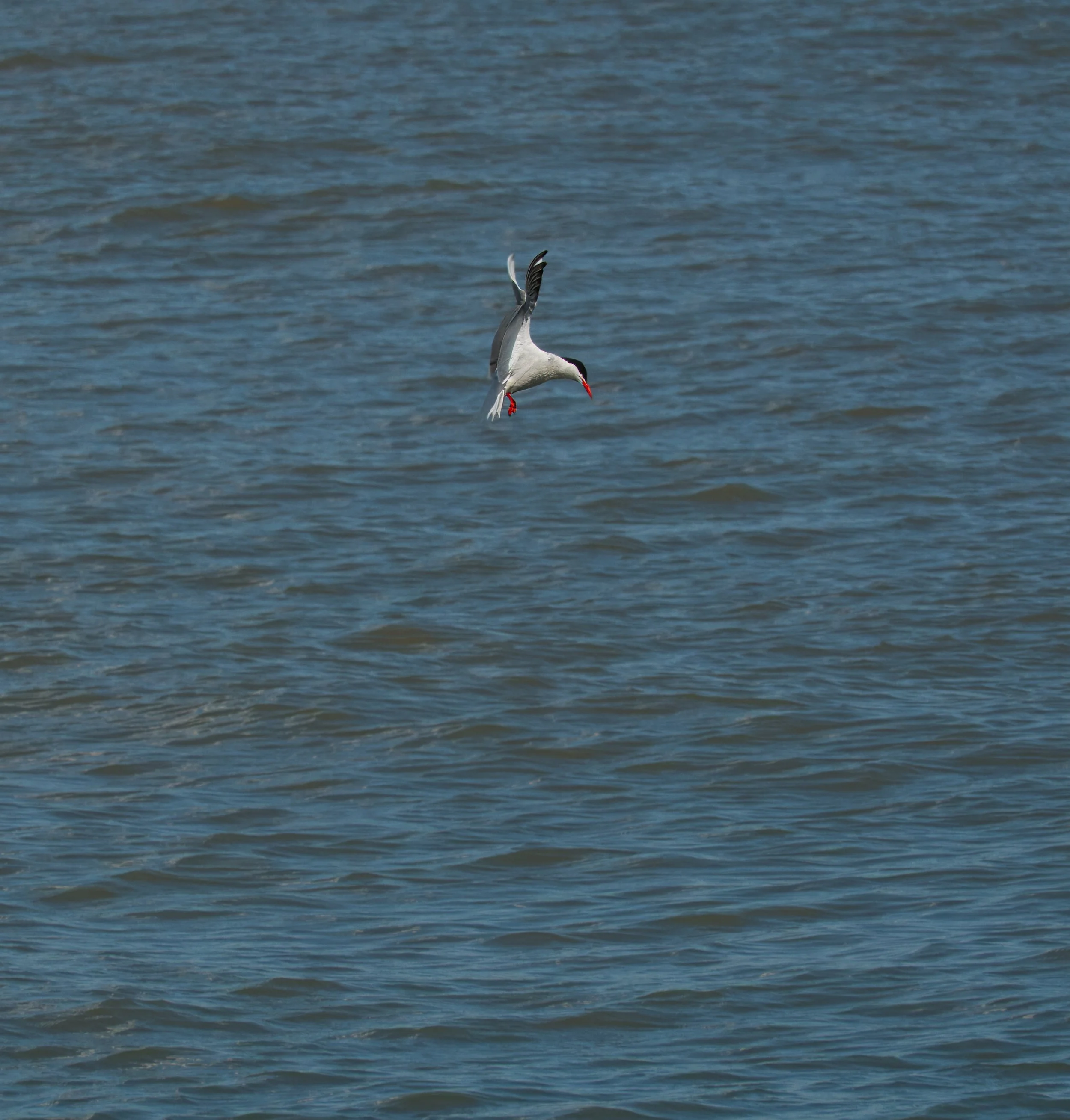 Common Tern, Lake Ontario, Toronto Waterfront