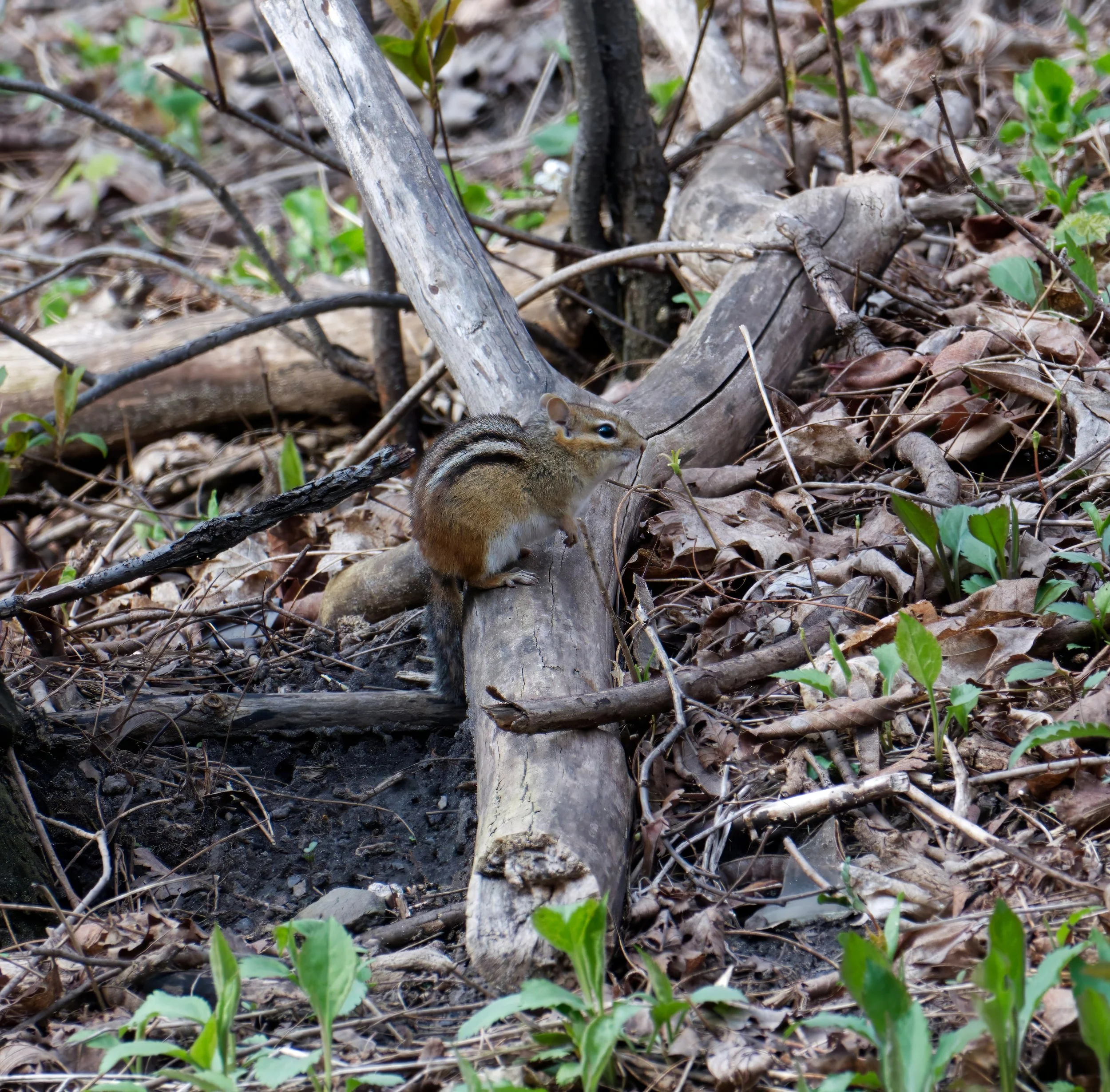 Chipmunk, Yellow Creek Ravine, Toronto
