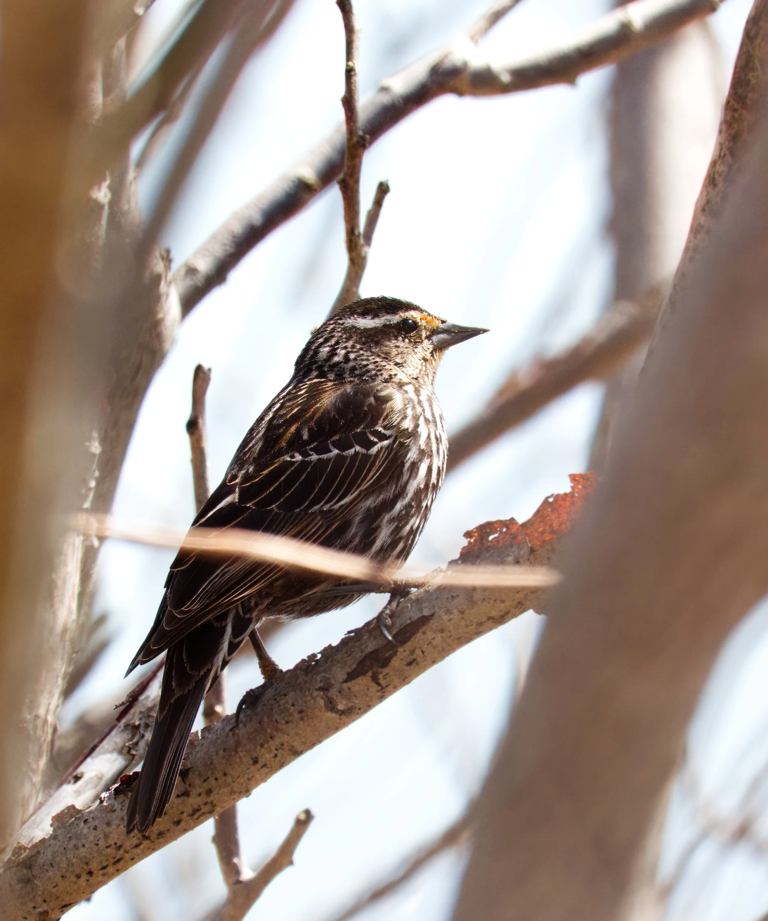 Red-winged Blackbird (female)