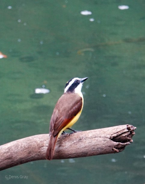 Great Kiskadee, Macal River, western Belize