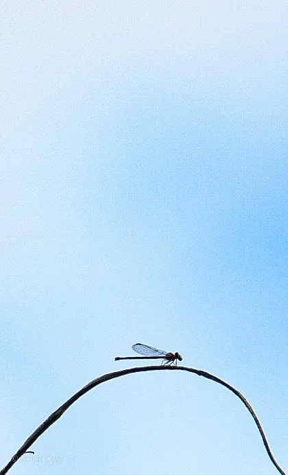 Dragon Fly on the Macal River, Western Belize