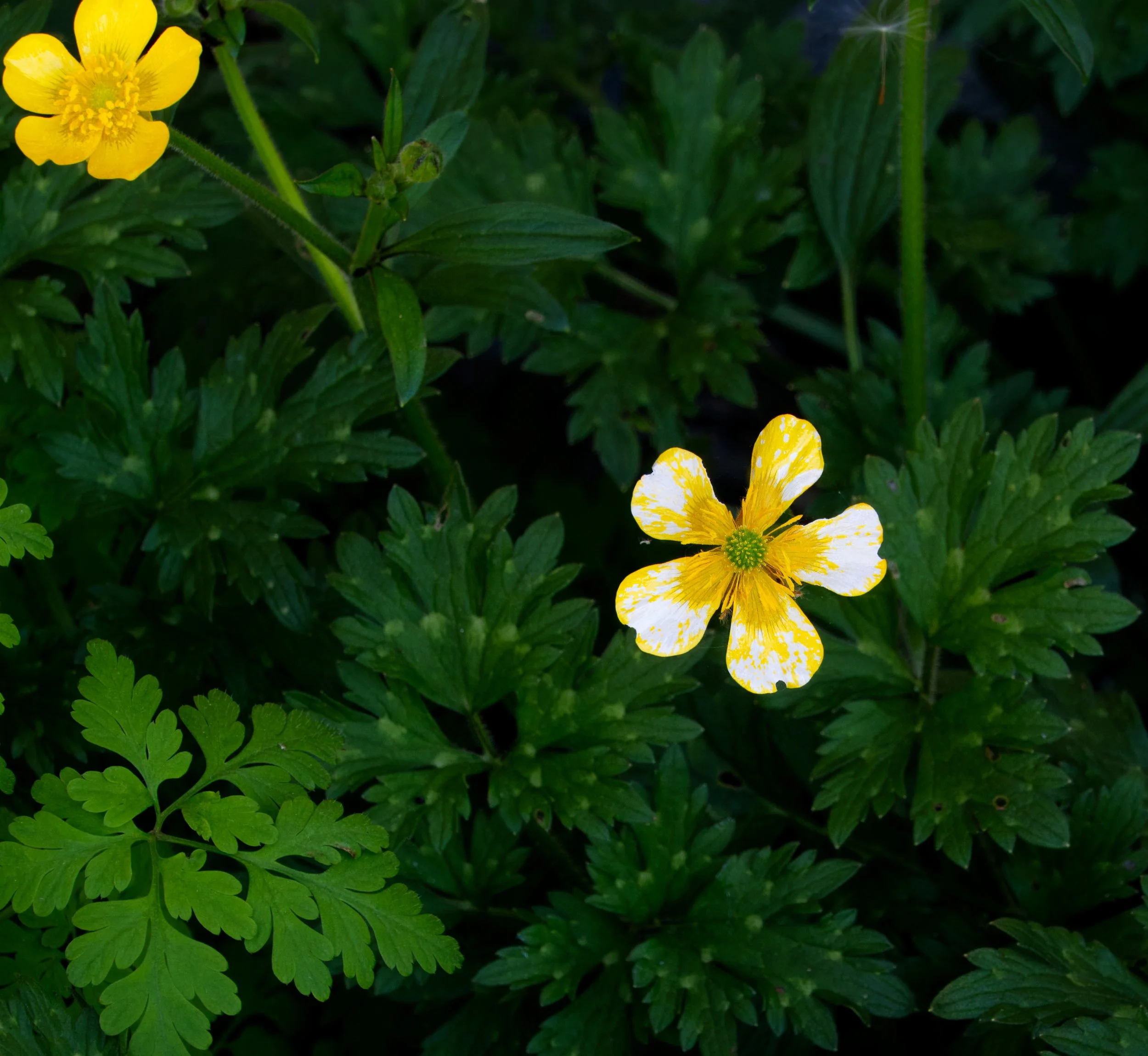 A buttercup with a difference, Mullingar, Ireland