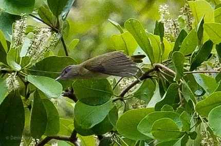 Yellow-green Vireo, Western Belize