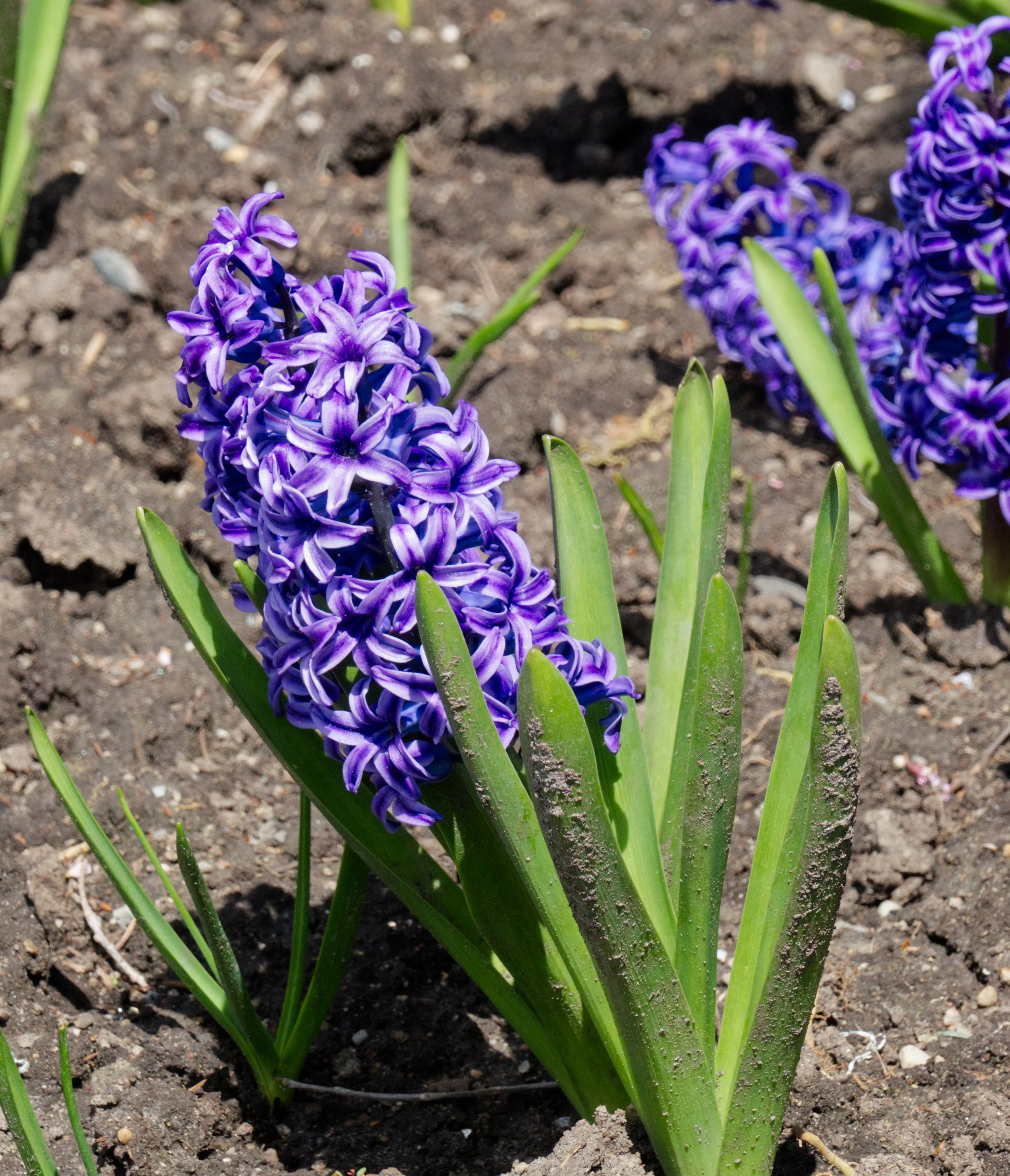Hyacinth