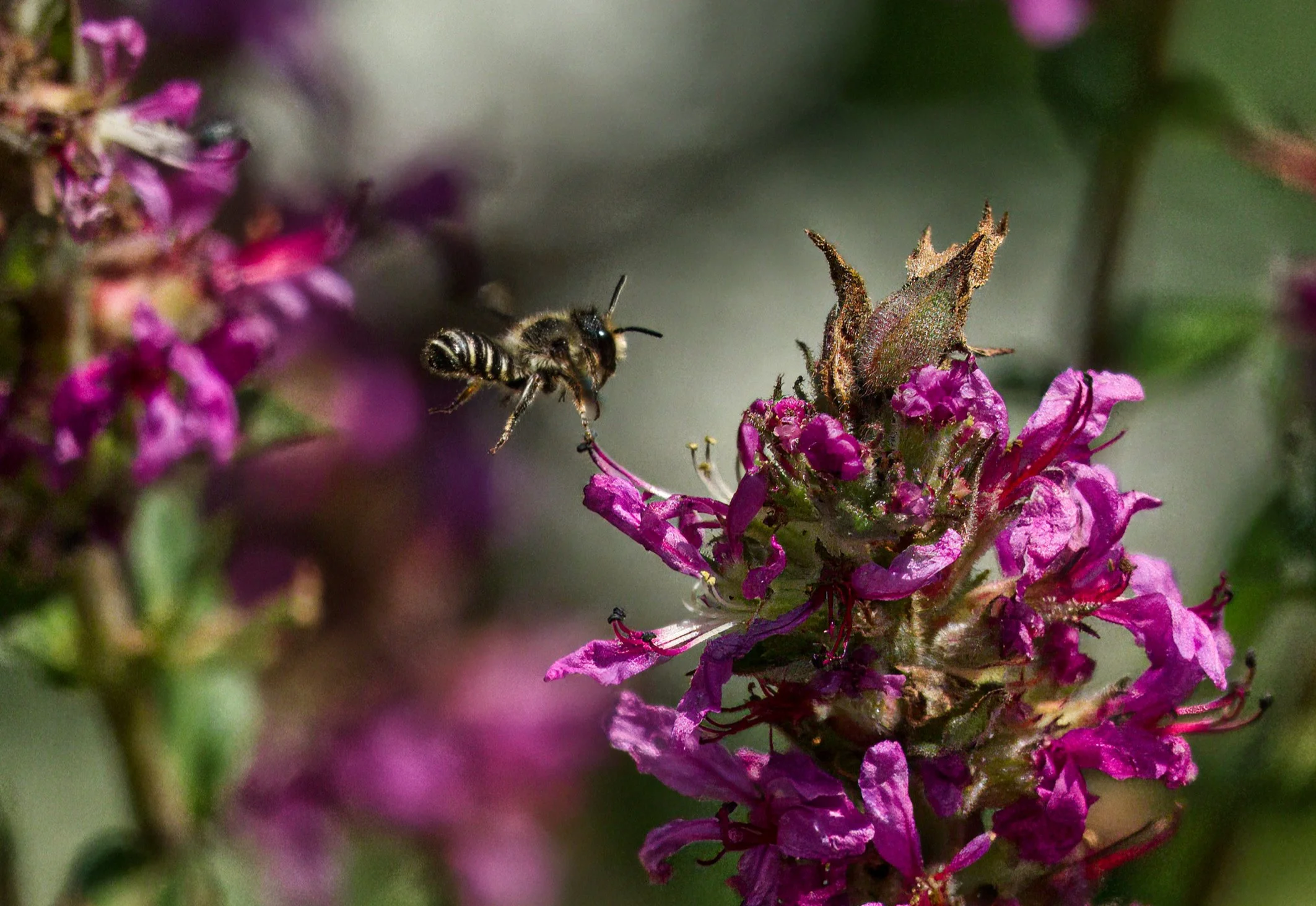 A Leafcutter Bee approaching Purple Loosestrife