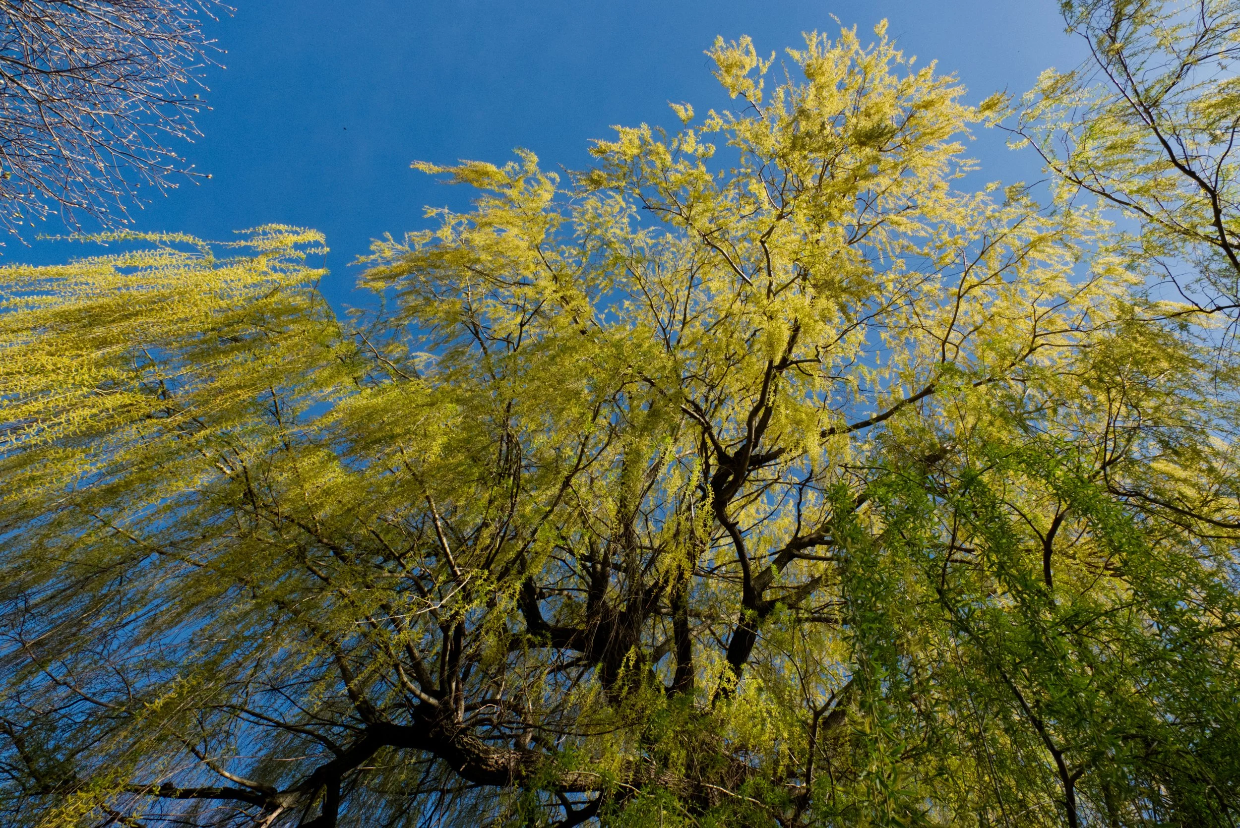 Weeping Willow