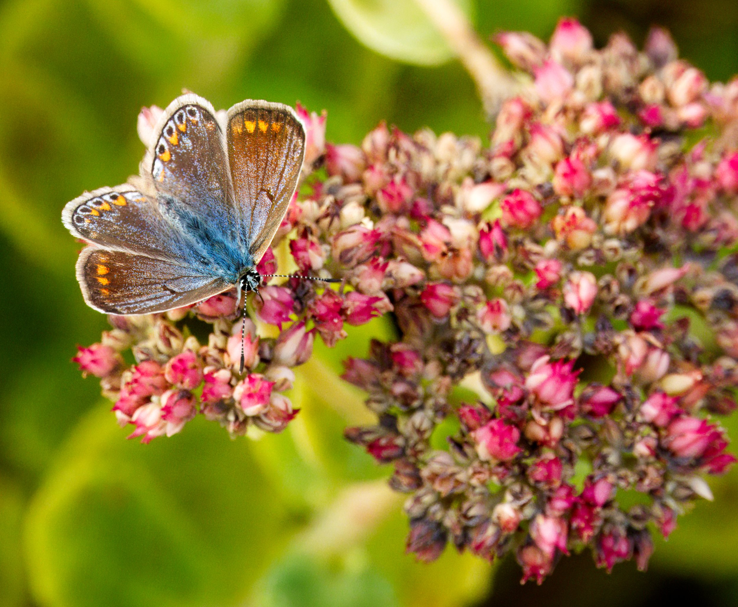 Female Common Blue Butterfly