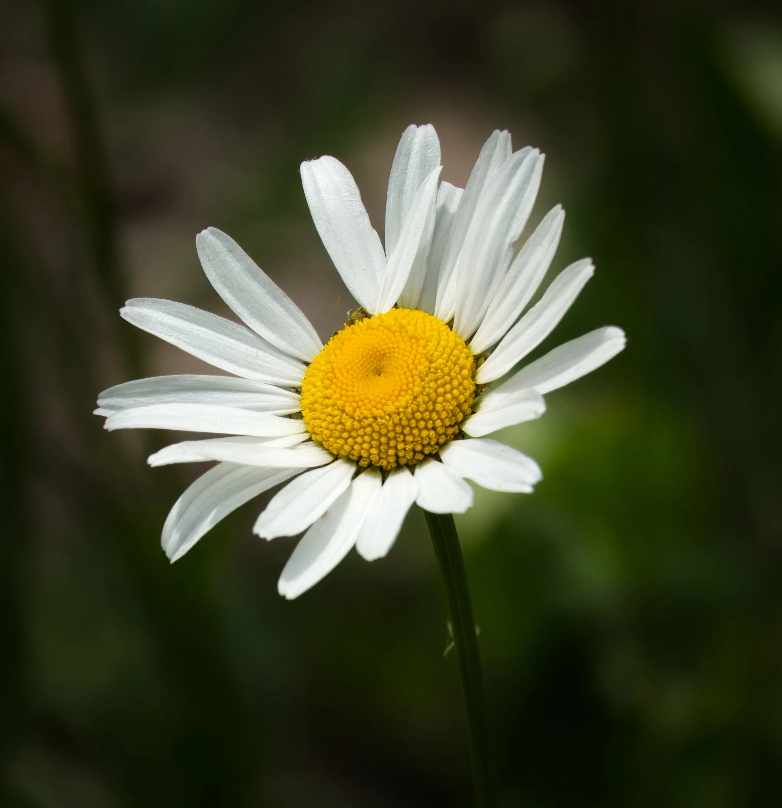 Ox-eye Daisy,  Vale of Avoca, Toronto