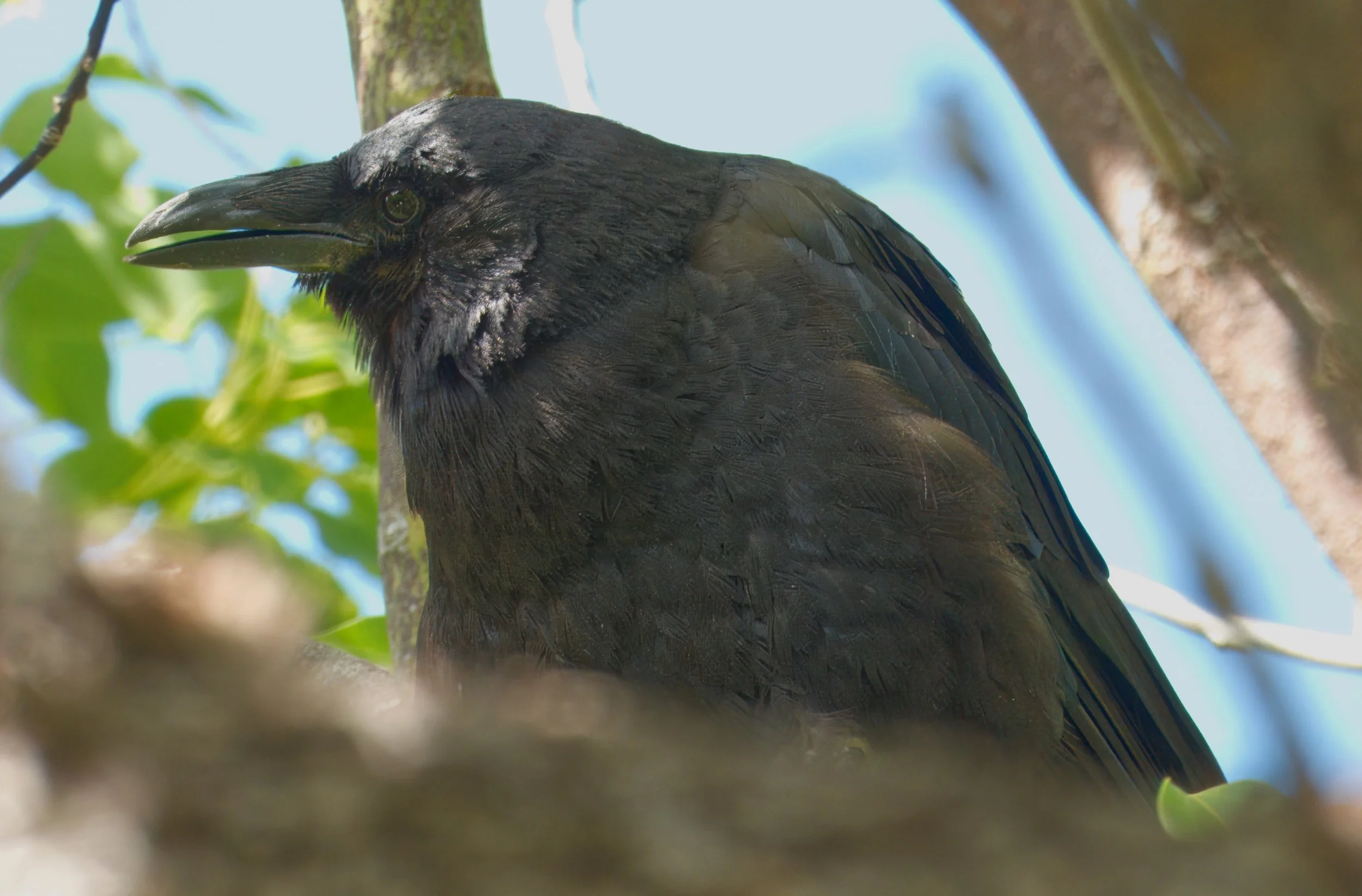Raven, Laguna Woods, Southern California