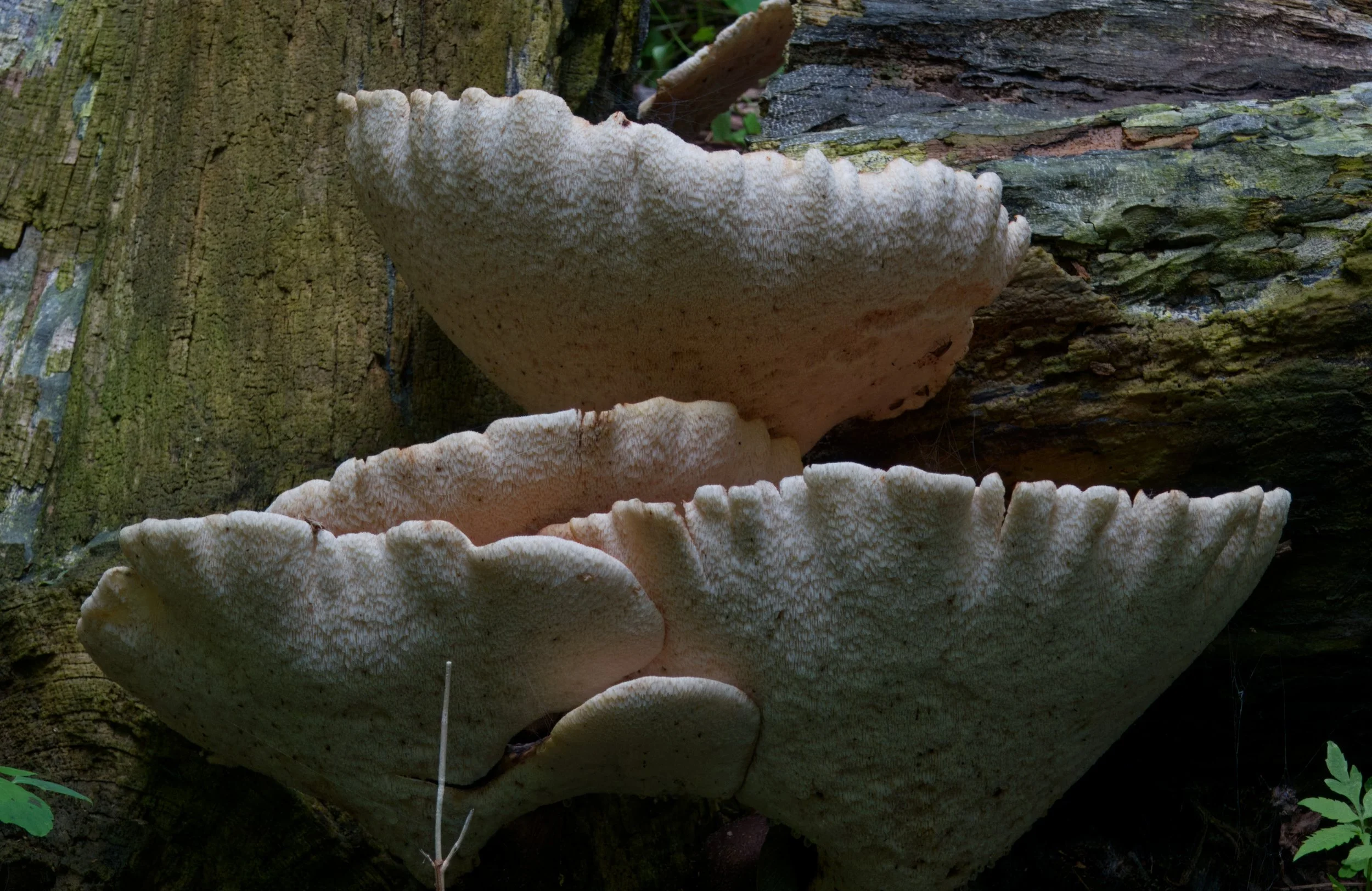 Lumpy Bracket Fungus
