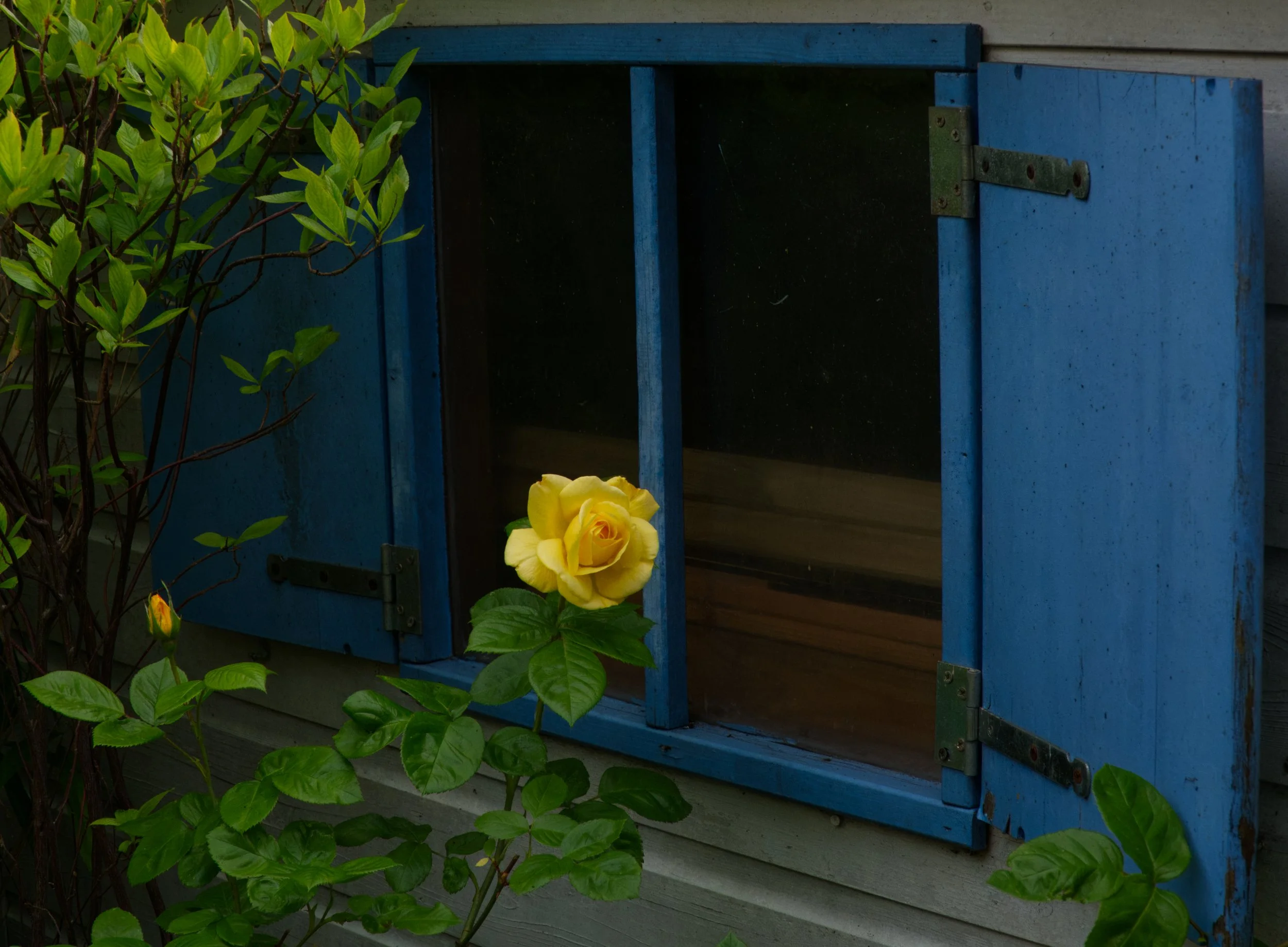 Rose, Koog aan de Zaan, Nederland