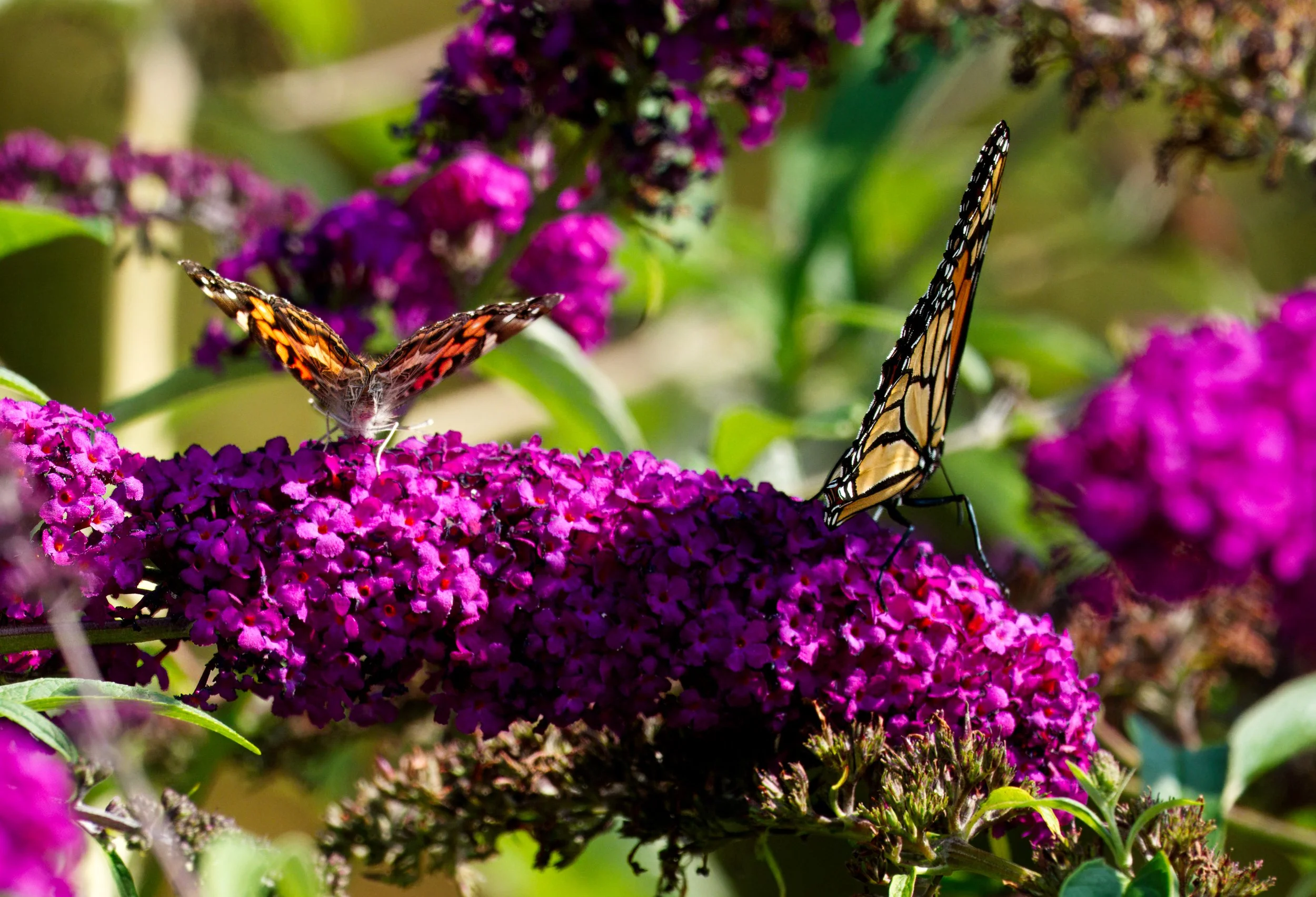 Painted Lady and Monarch