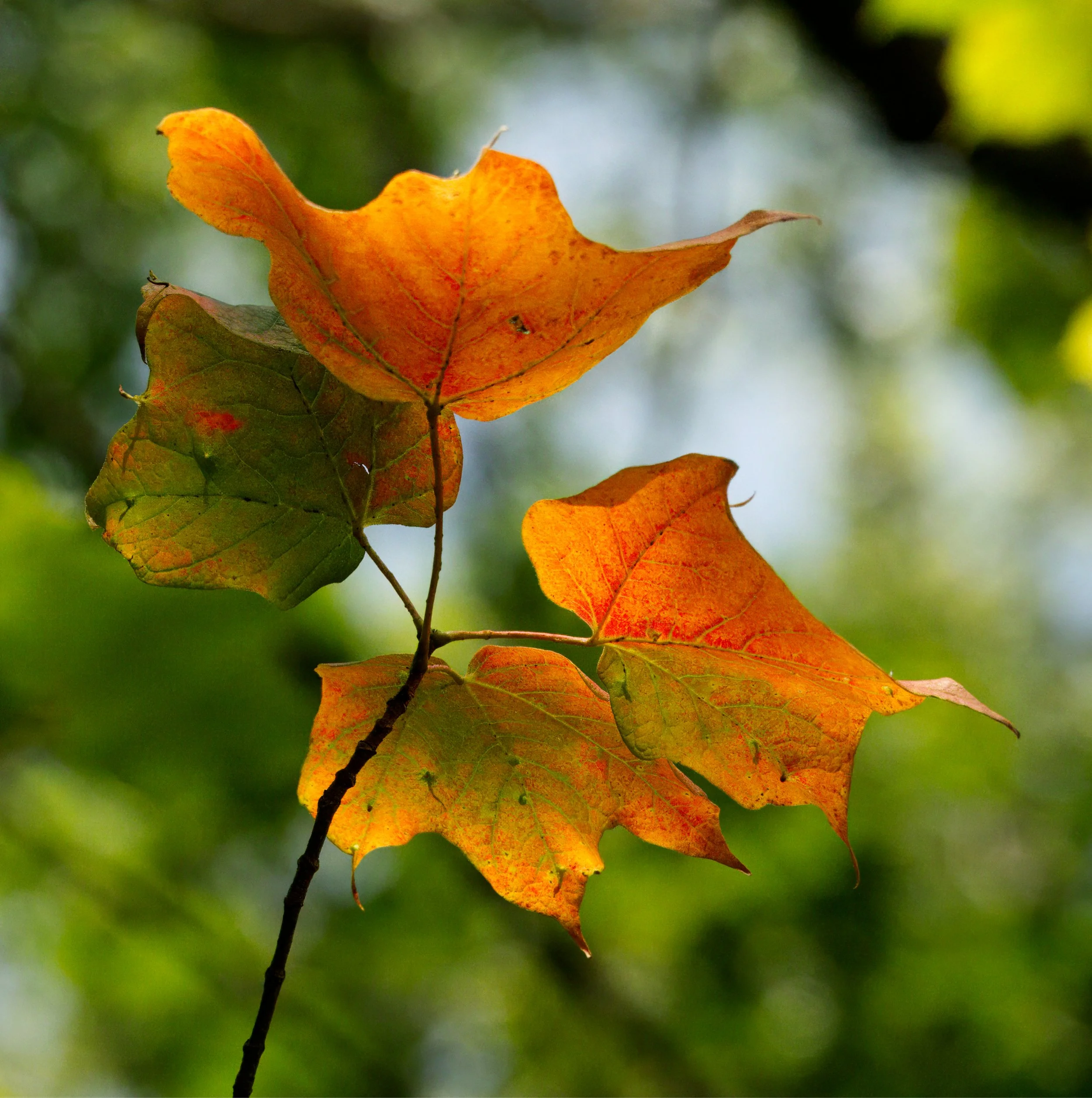 Sugar Maple showing some nice Autumnal hues 