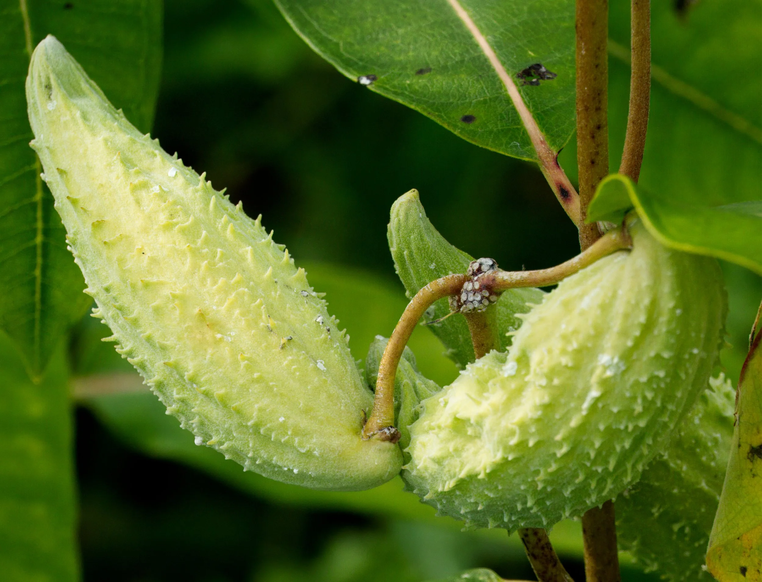 Common Milkweed (Asclepias syriaca) seed pod, a host plant for Monarch Butterfly caterpillars 