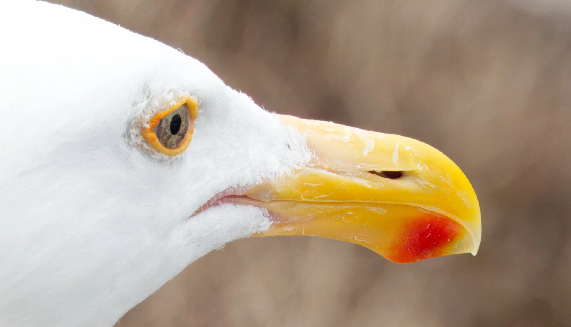 Great Black-backed Gull