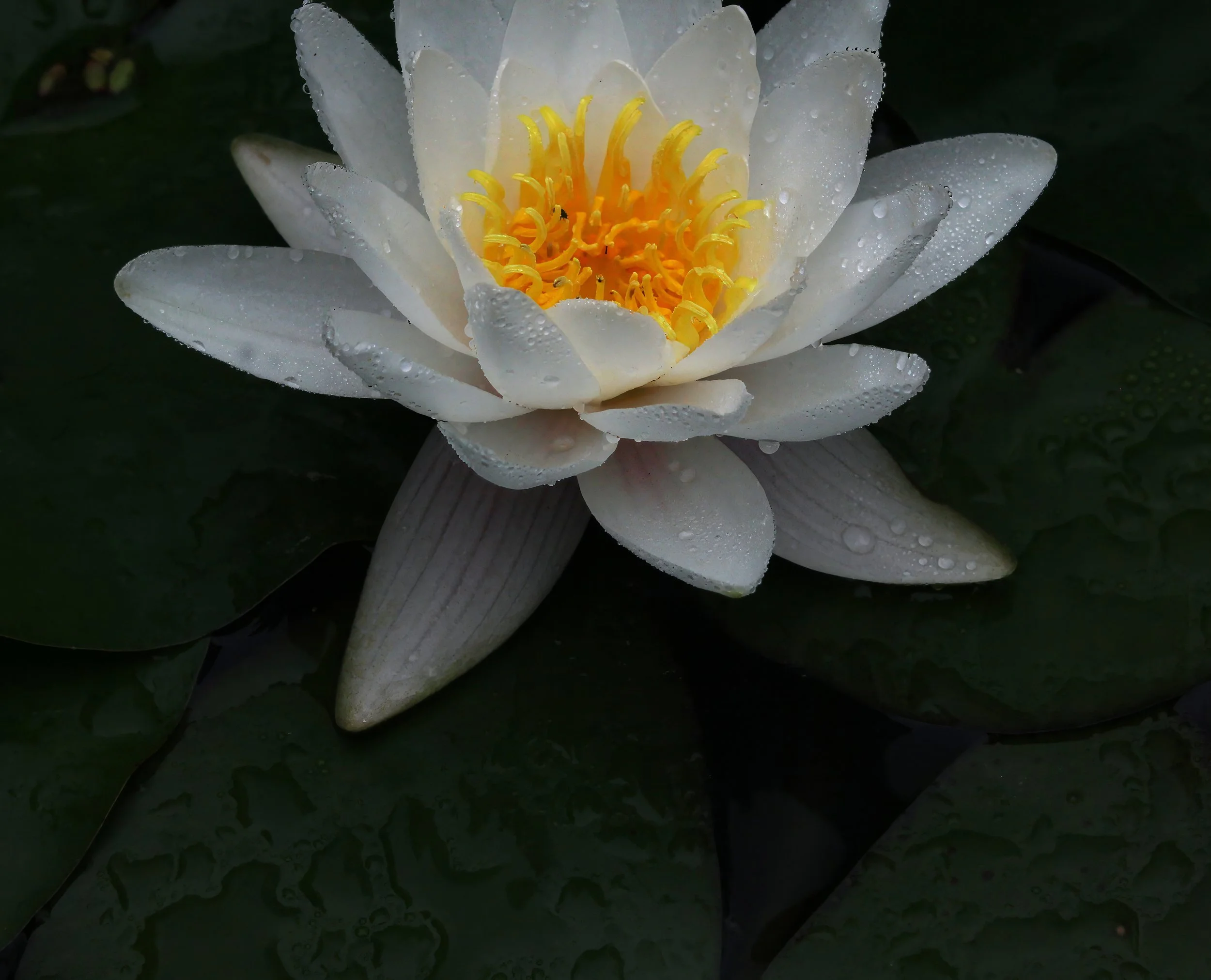 Water Lily (Nymphaea alba)