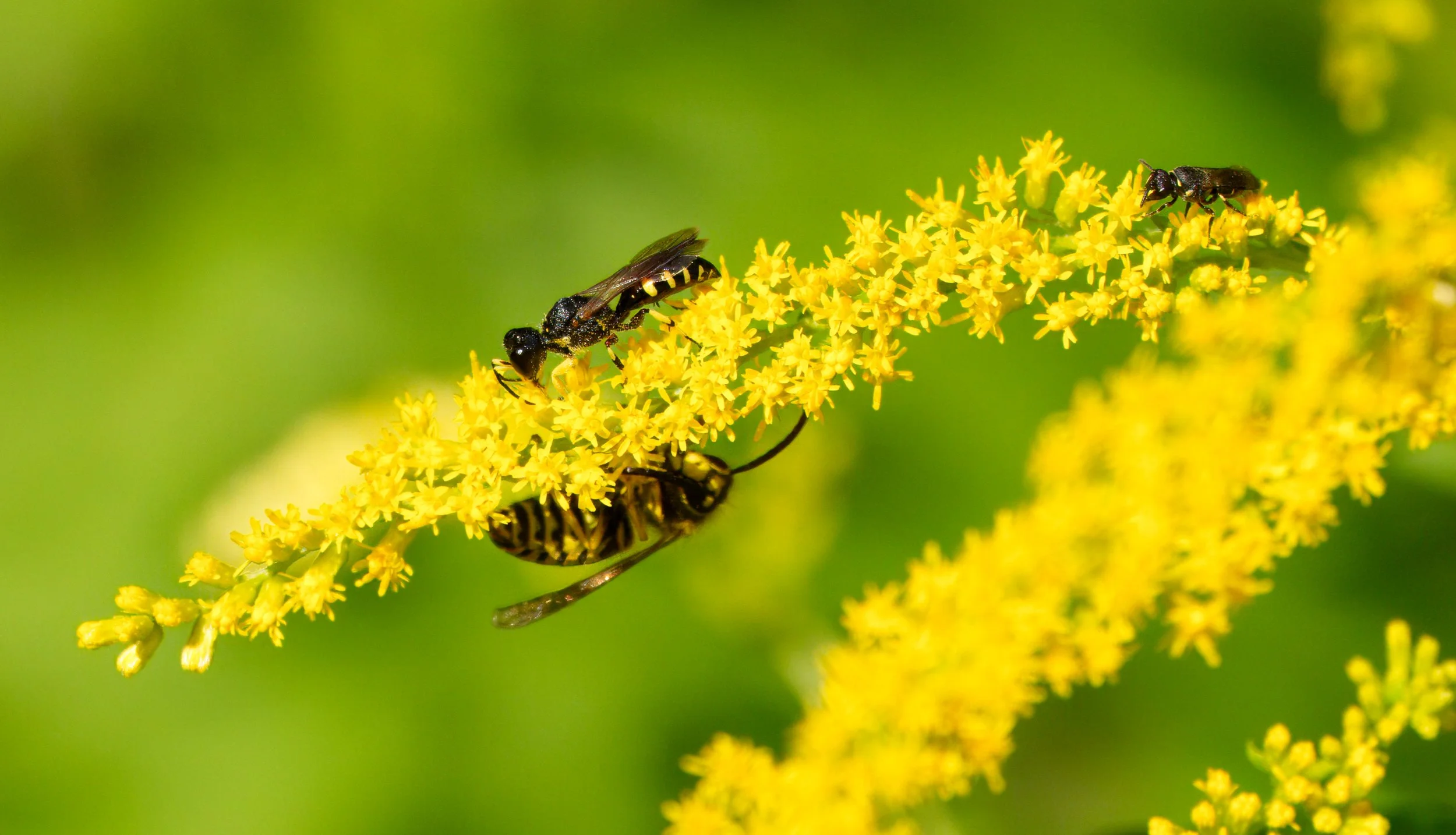 A Square-headed Wasp with a Yellow Jacket (beneath), and a Solitary bee (right)
