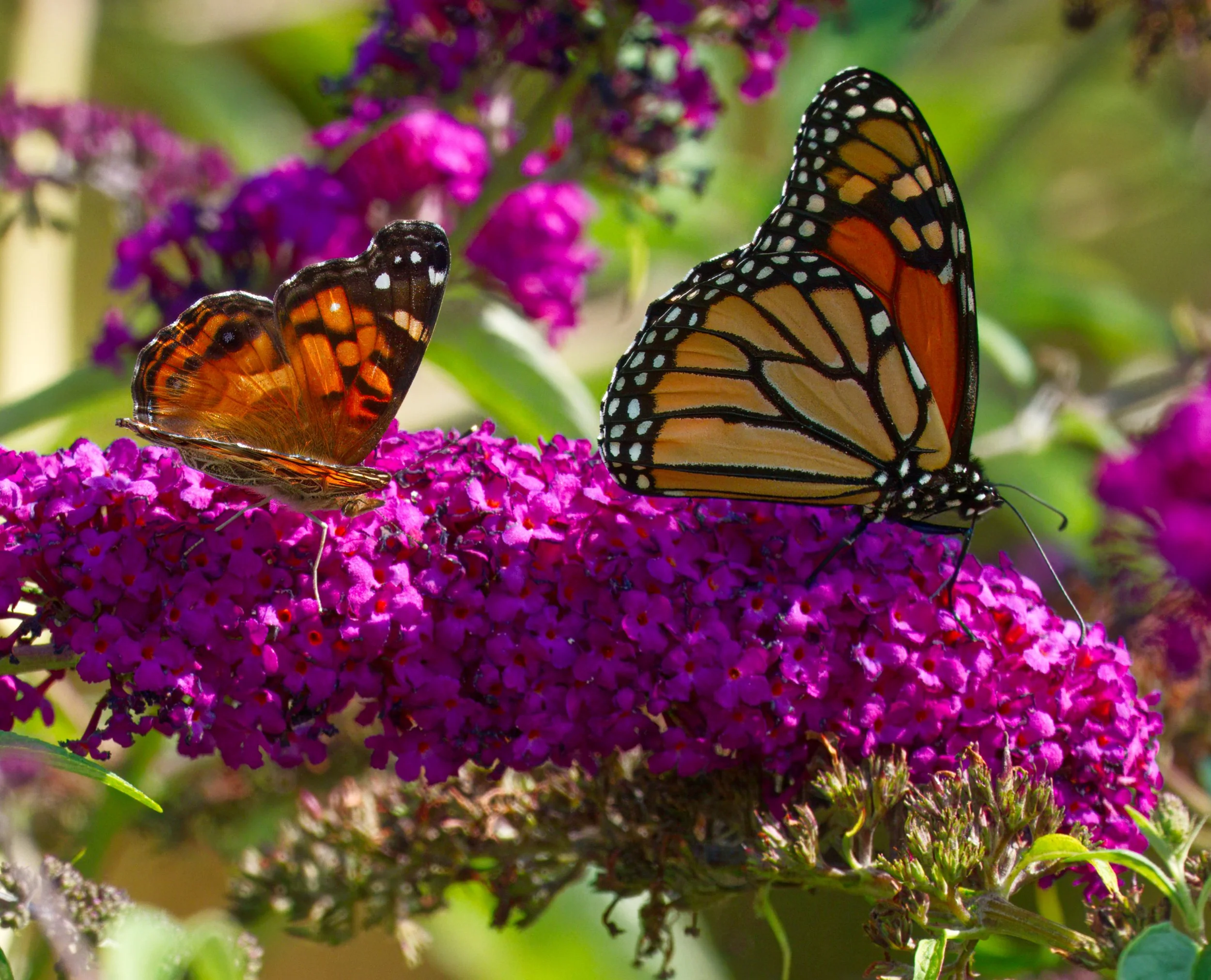 A Painted Lady Butterfly (lelft) and a Monarch Butterfly on the well named Butterfly Bush, Buddleja davidii), David A. Balfour Park, Toronto