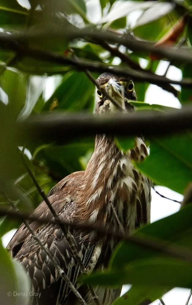 Juvenile Black-capped Night Heron, in the mangroves, Hopkins, Belize