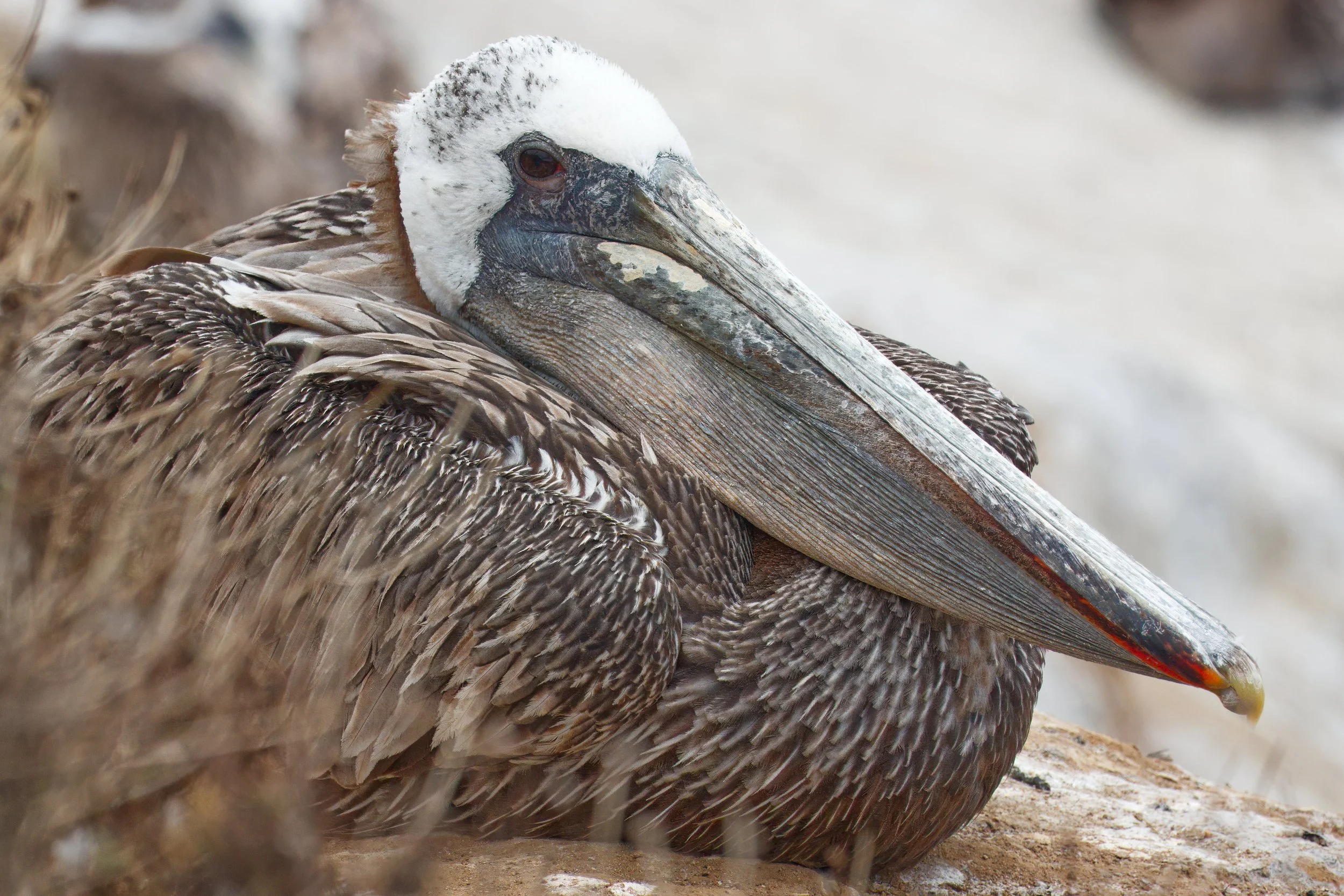 Brown Pelican resting, La Jolla, Southern California