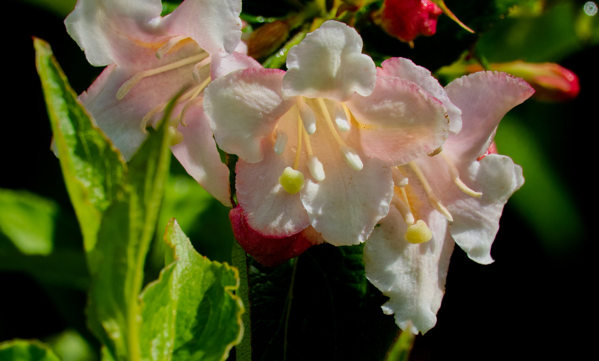 Weigela DSC06136.jpg