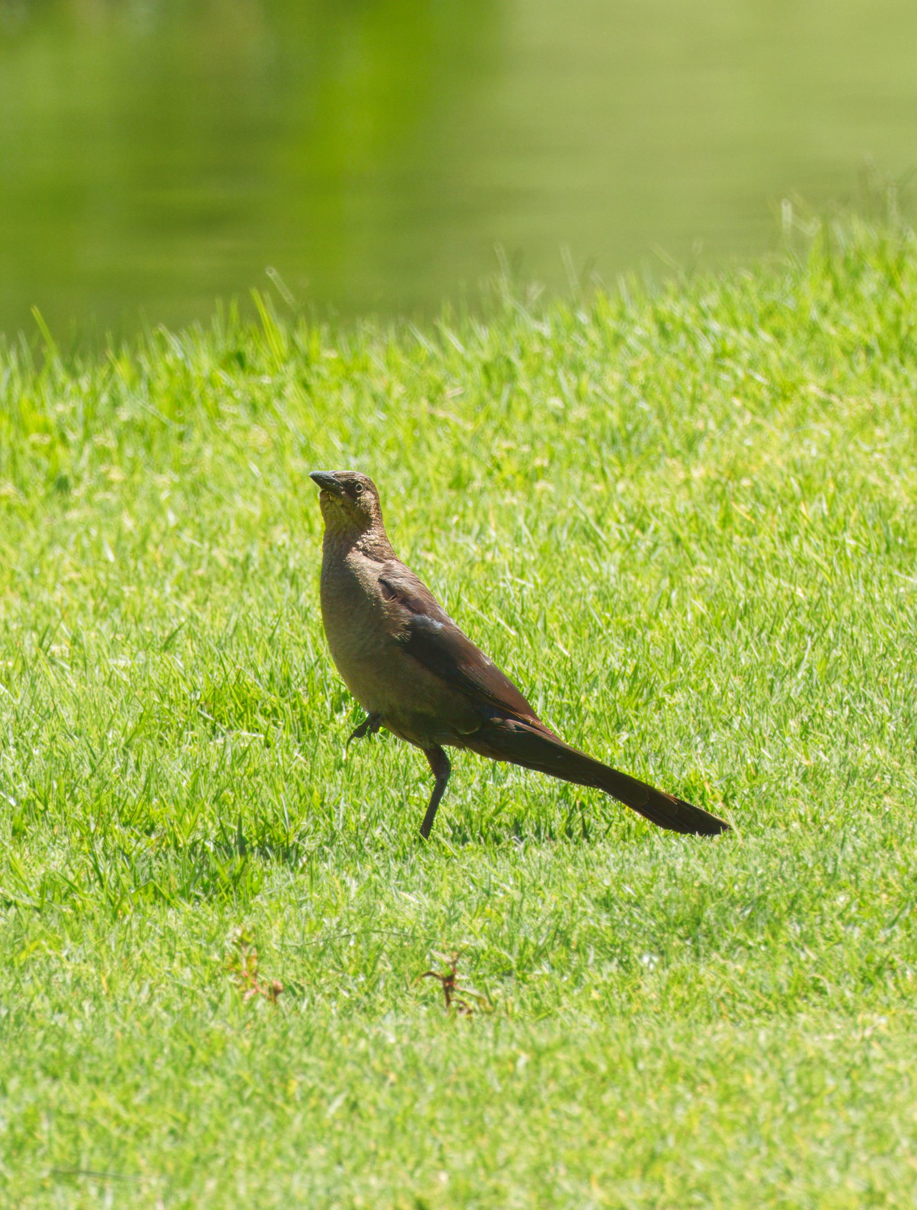 Grackle female, Laguna Woods, Southern California
