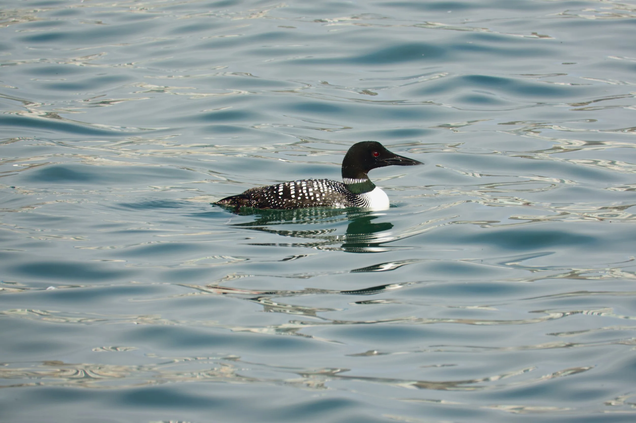 Common Loon  02 DSC05232.jpg